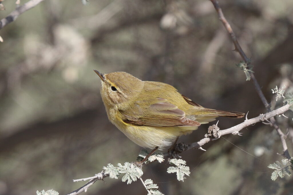 Common Chiffchaff. Qatar, 17 March 2014 © Neil G. Morris.