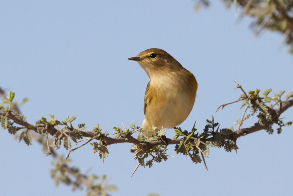 Common Chiffchaff. Qatar, 17 March 2014 © Neil G. Morris.