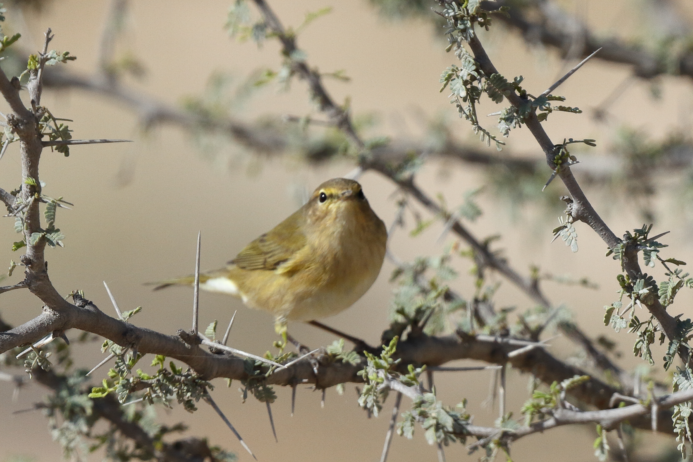 Common Chiffchaff. Qatar, 17 March 2014 © Neil G. Morris.