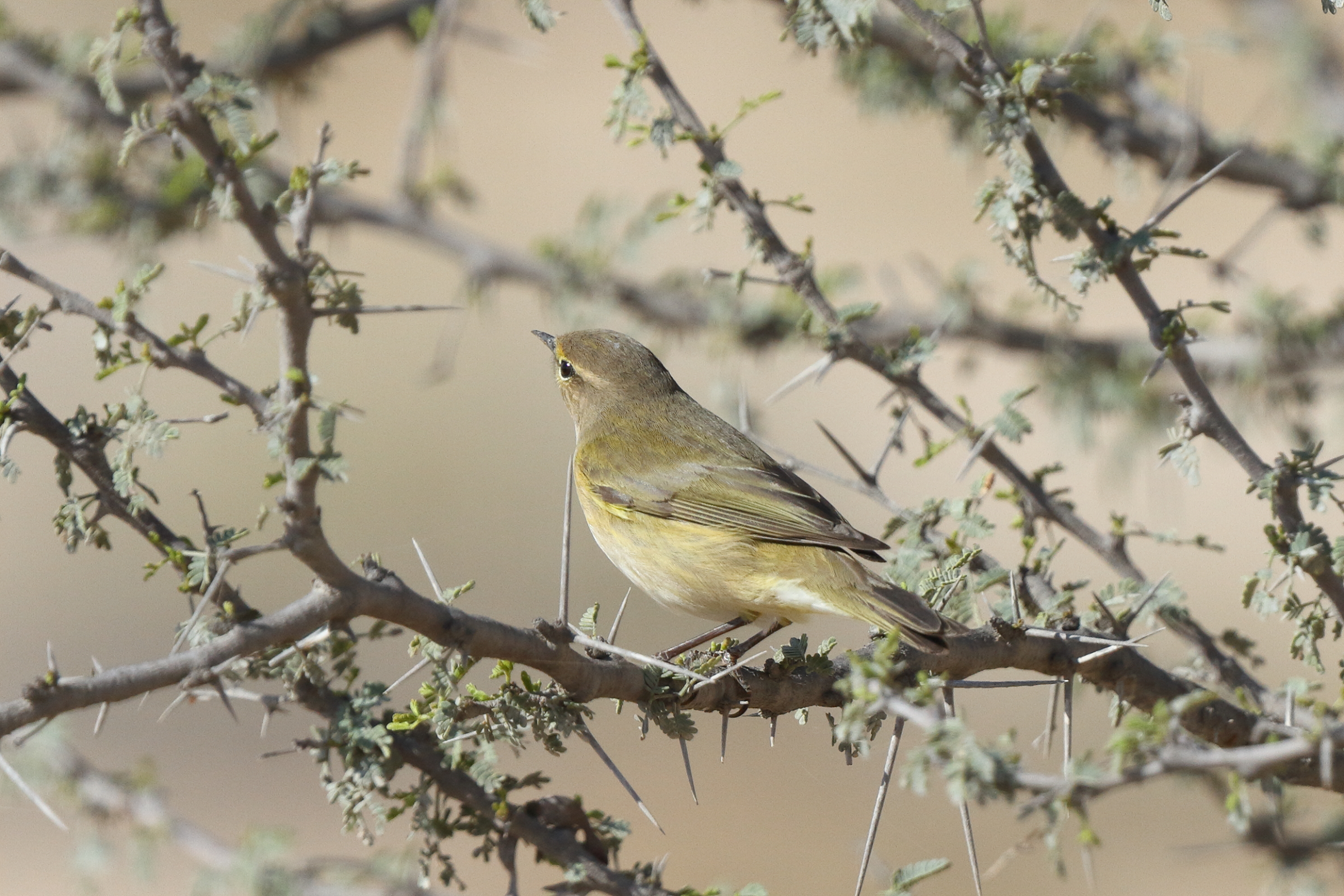 Common Chiffchaff. Qatar, 17 March 2014 © Neil G. Morris.