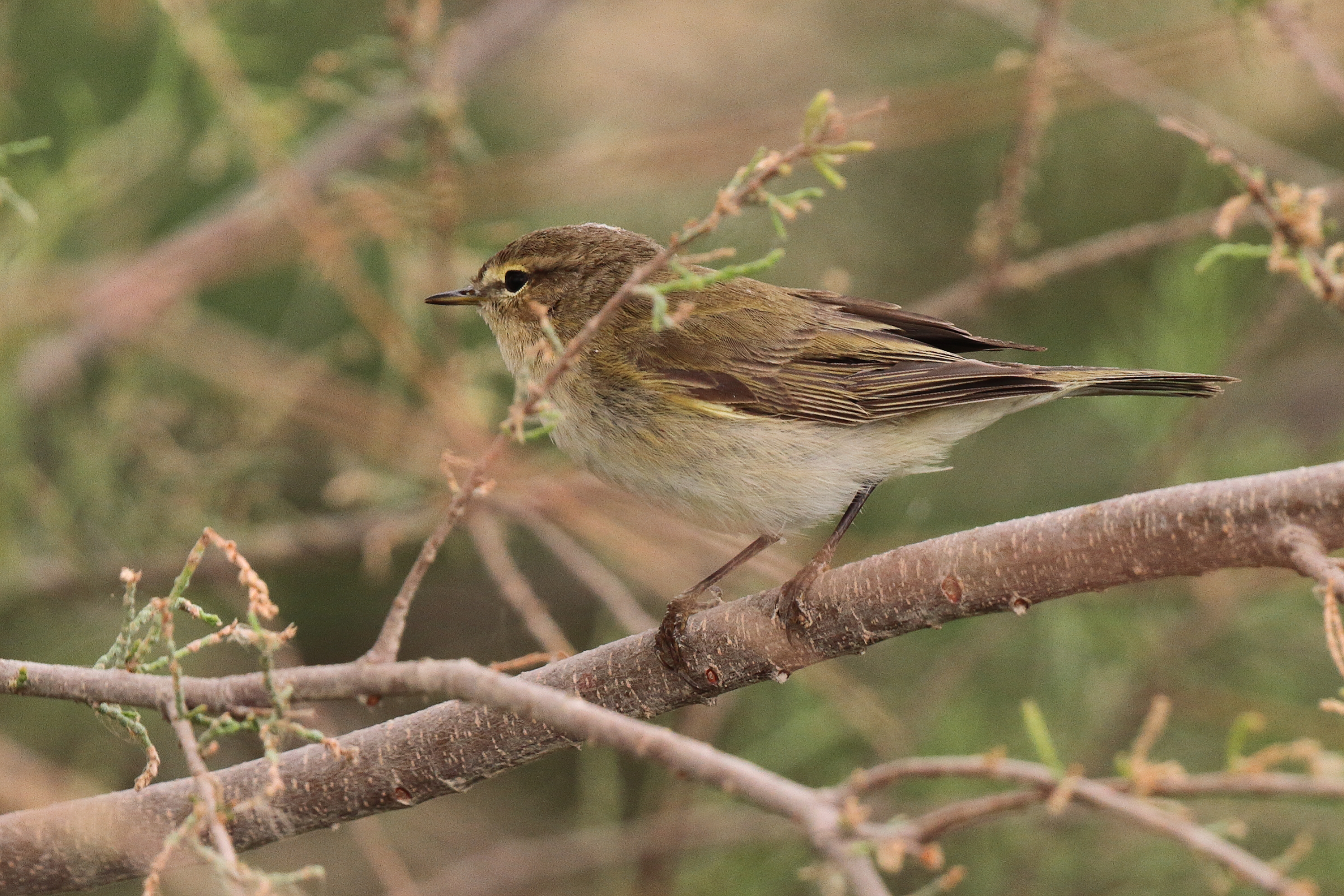 Common Chiffchaff. Qatar, 25 March 2014 © Neil G. Morris.