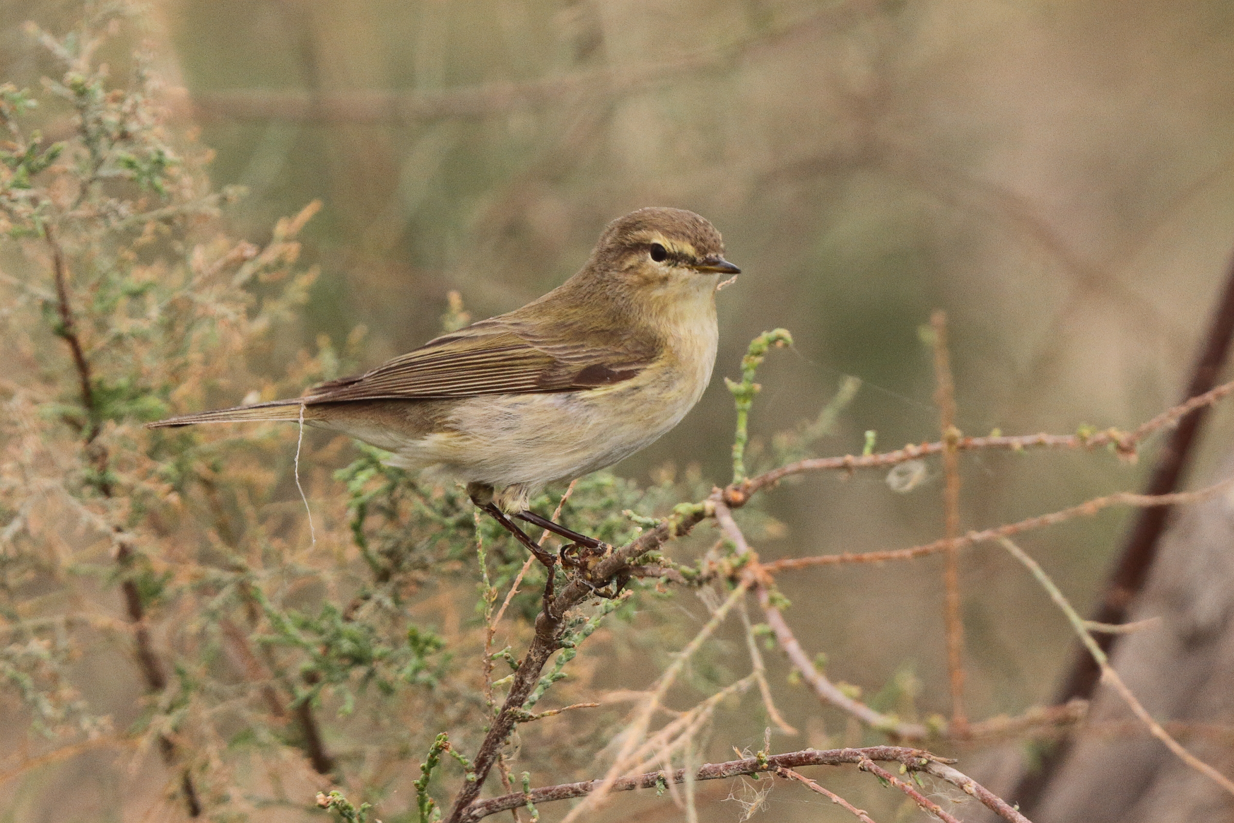 Common Chiffchaff. Qatar, 25 March 2014 © Neil G. Morris.