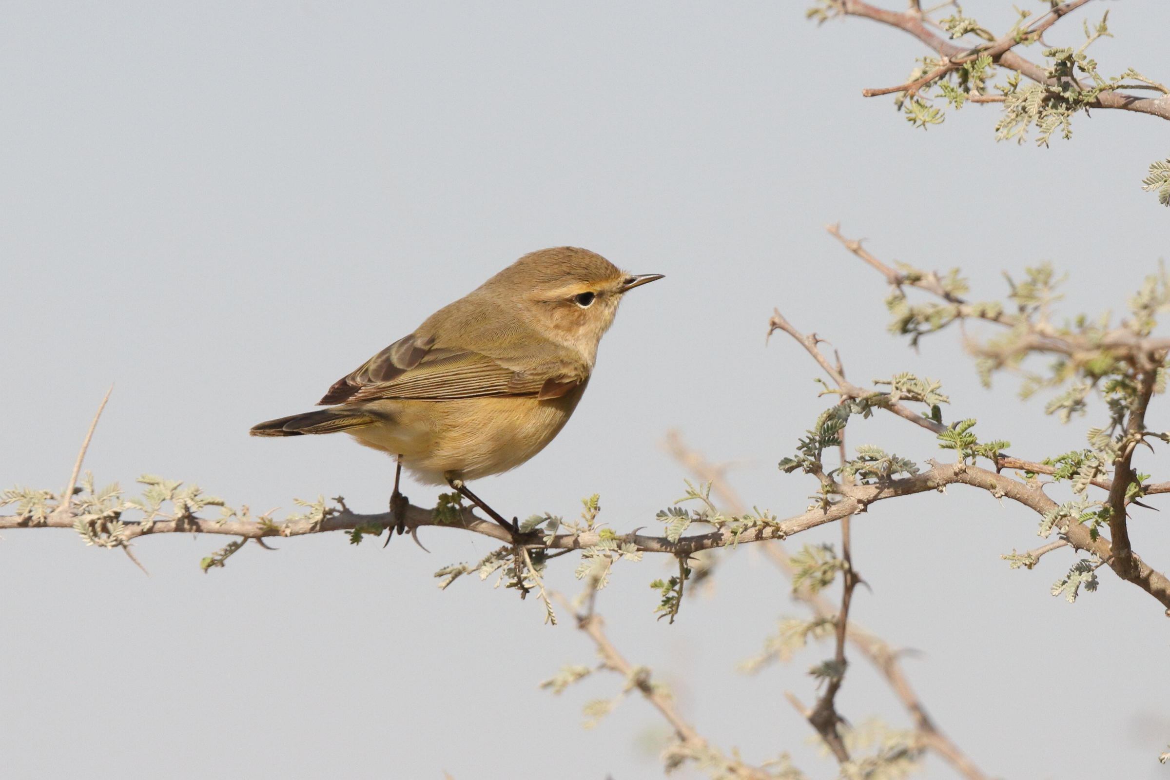 'Siberian' Chiffchaff. Qatar, 17 March 2014 © Neil G. Morris.