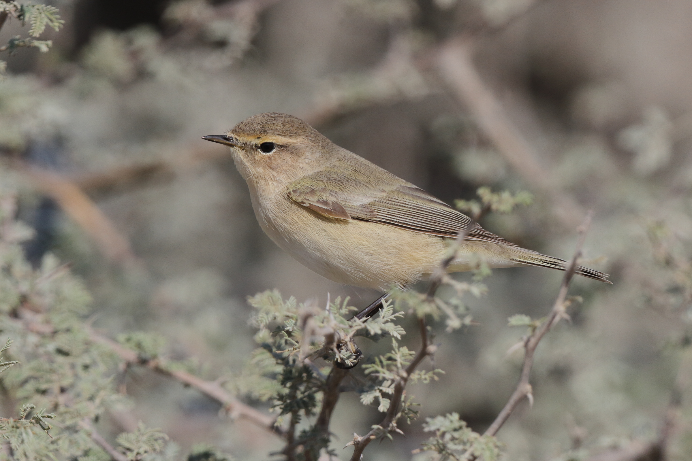 'Siberian' Chiffchaff. Qatar, 17 March 2014 © Neil G. Morris.