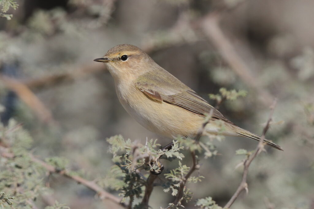 'Siberian' Chiffchaff. Qatar, 17 March 2014 © Neil G. Morris.