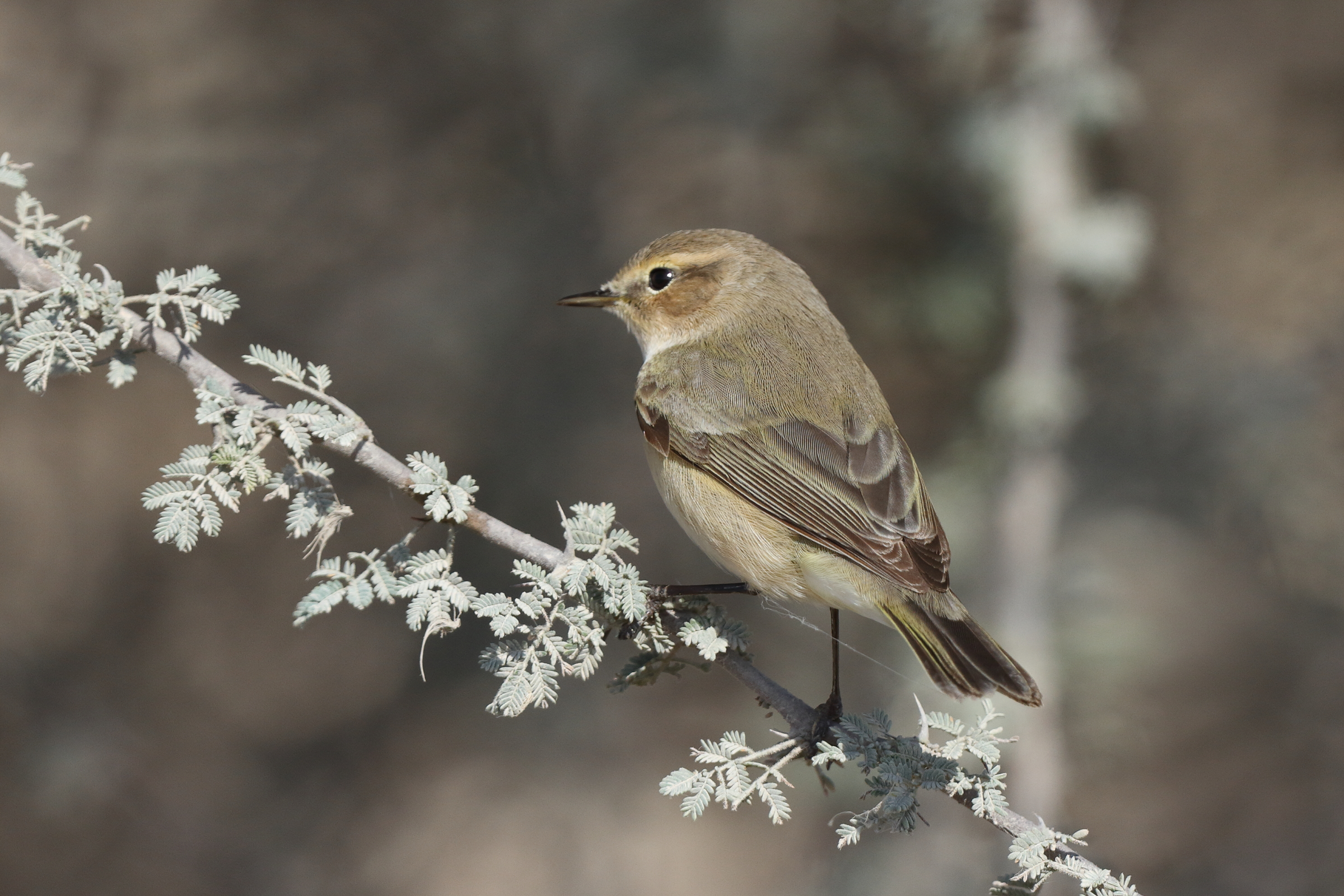 'Siberian' Chiffchaff. Qatar, 17 March 2014 © Neil G. Morris.