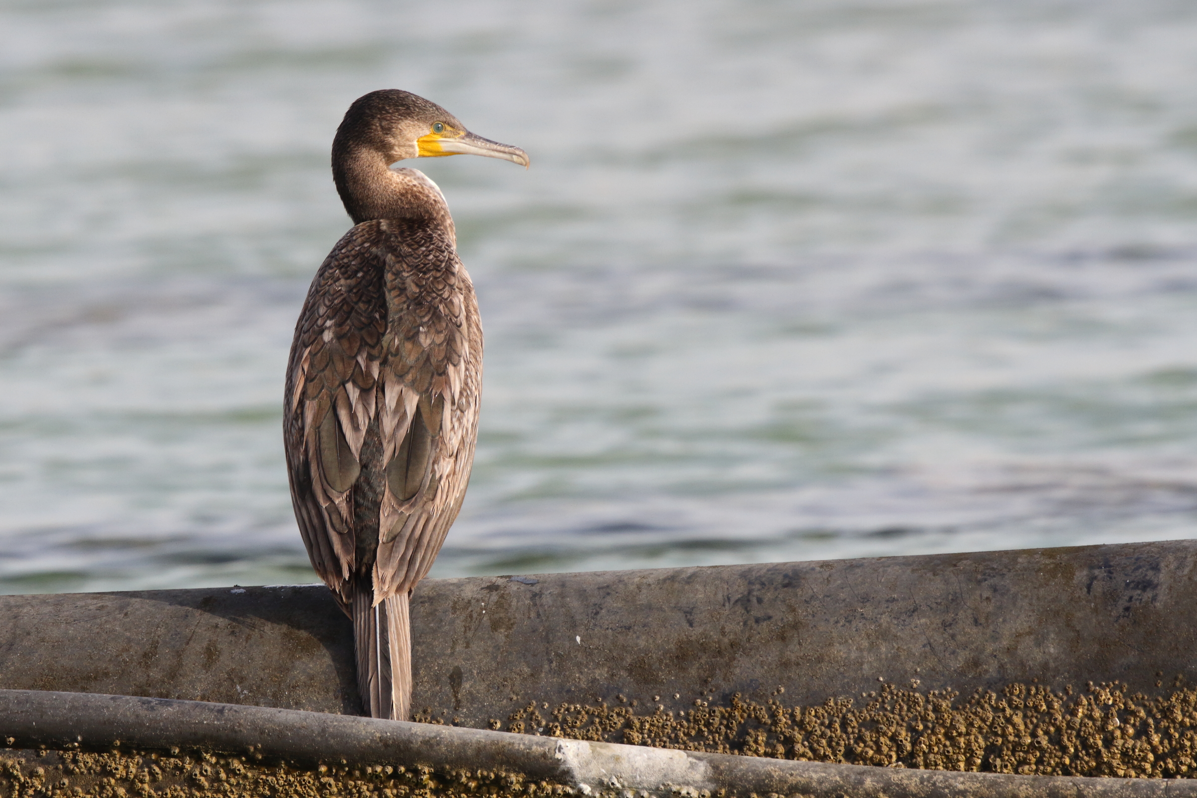 Great Cormorant. Qatar, 19 February 2013 © Neil G. Morris.