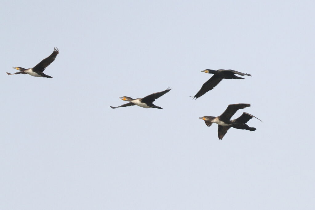 Great Cormorant. Qatar, 18 March 2013 © Neil G. Morris.