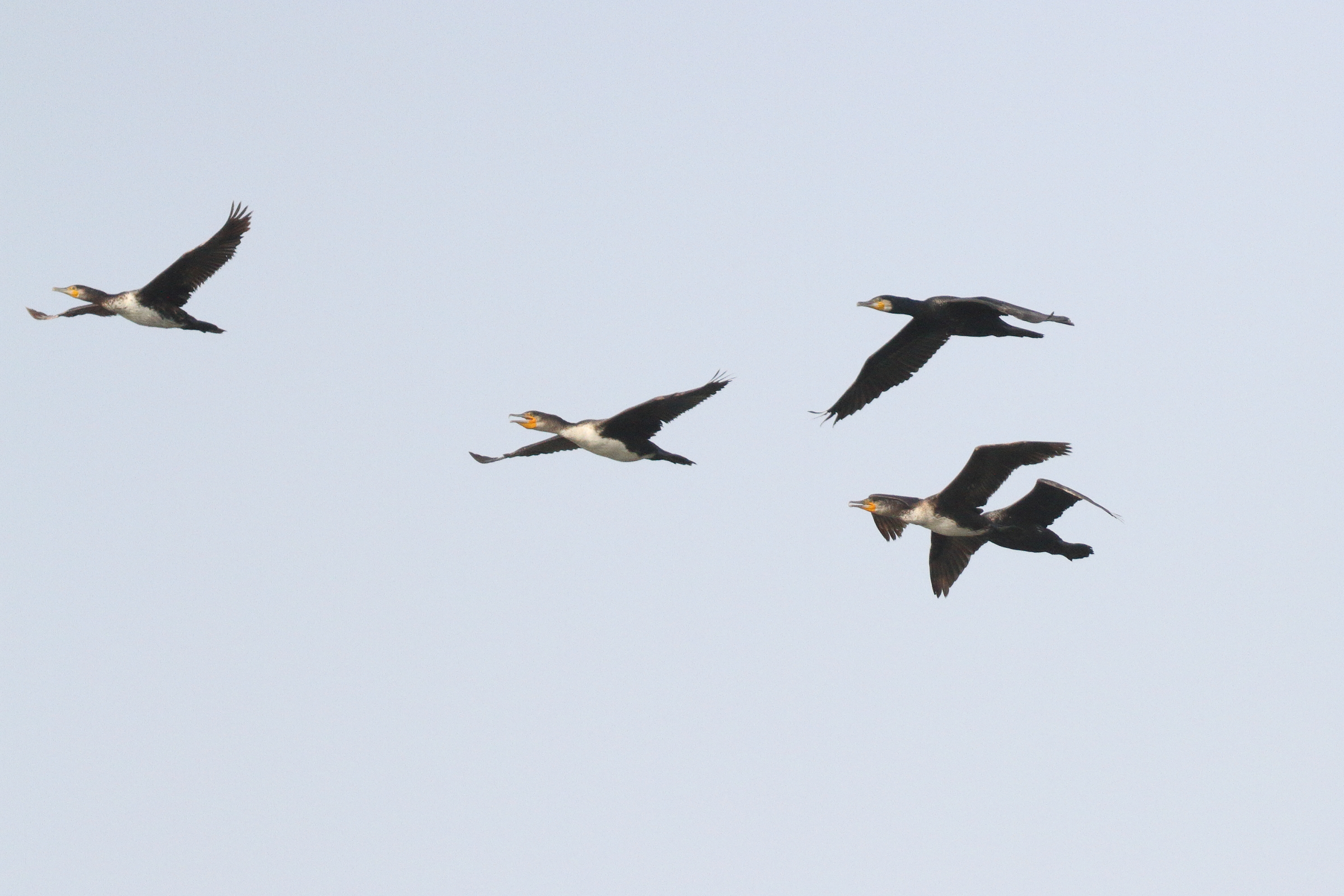 Great Cormorant. Qatar, 18 March 2013 © Neil G. Morris.