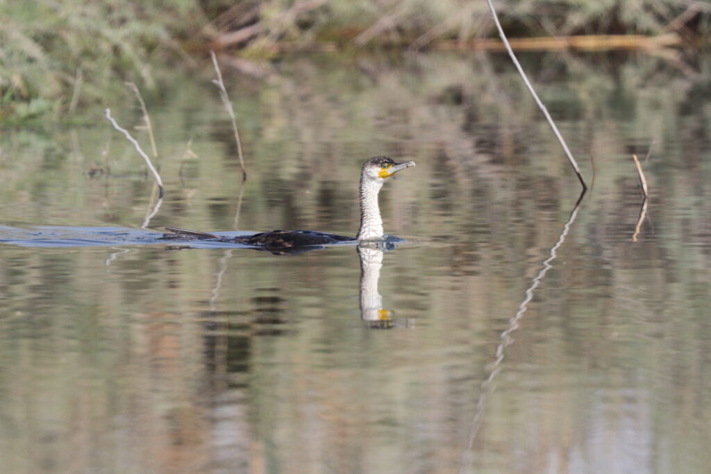 Great Cormorant. Qatar, 03 March 2016 © Neil G. Morris.