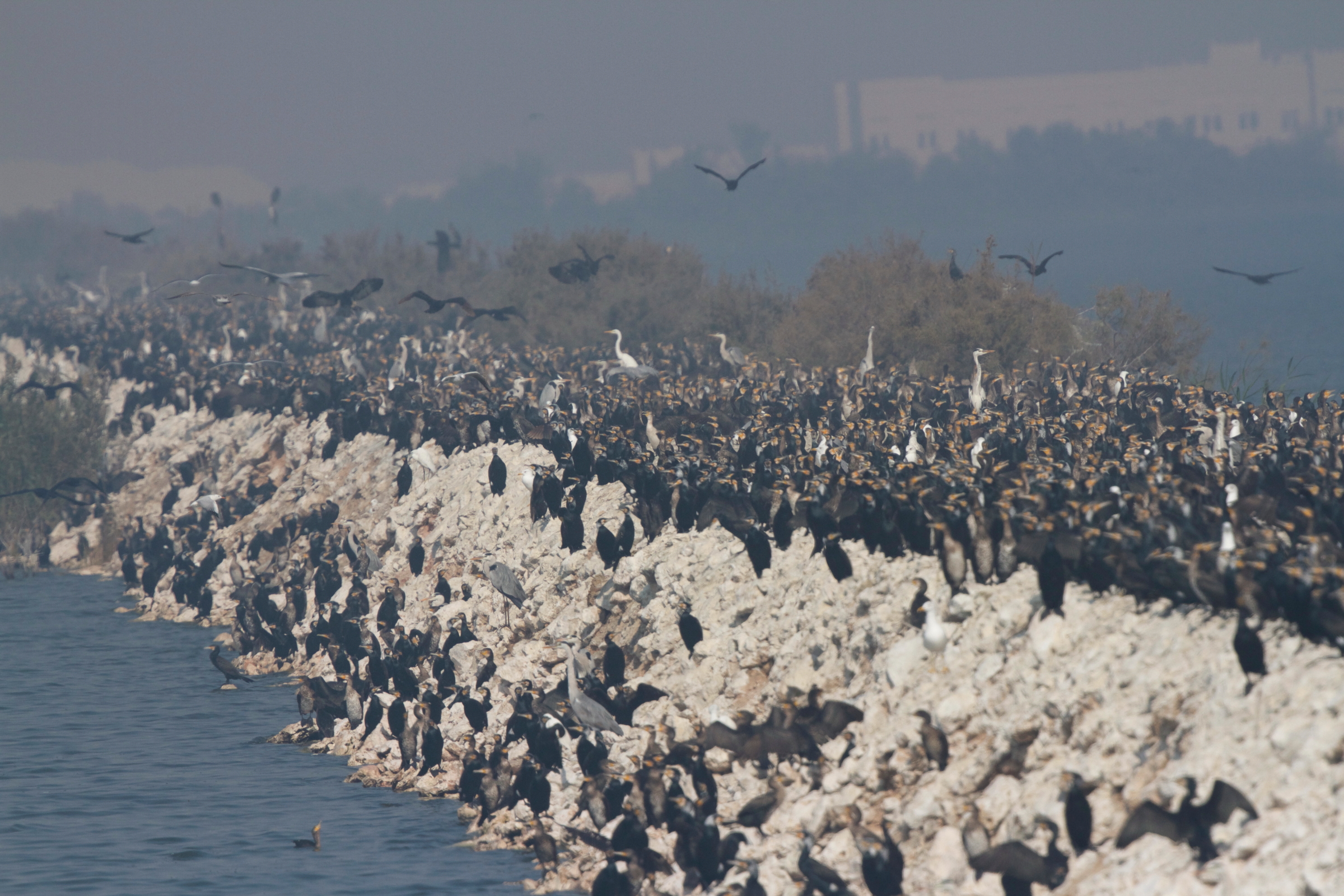 Great Cormorant. Qatar, November 2016 © Neil G. Morris.