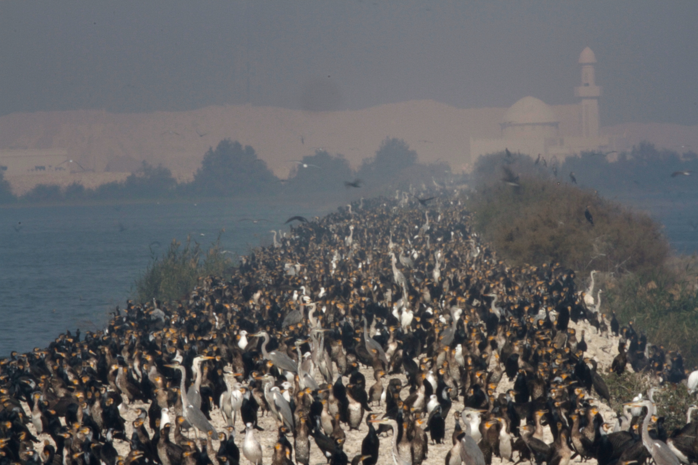 Great Cormorant. Qatar, November 2016 © Neil G. Morris.