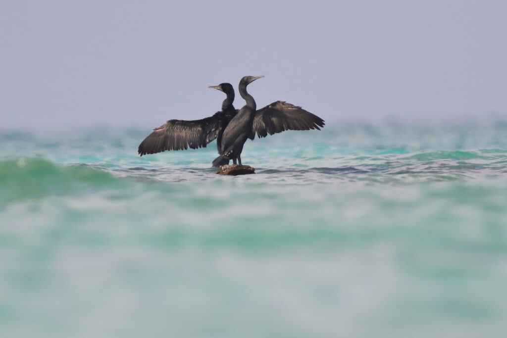 Socotra Cormorant. Qatar, 14 November 2012 © Neil G. Morris.