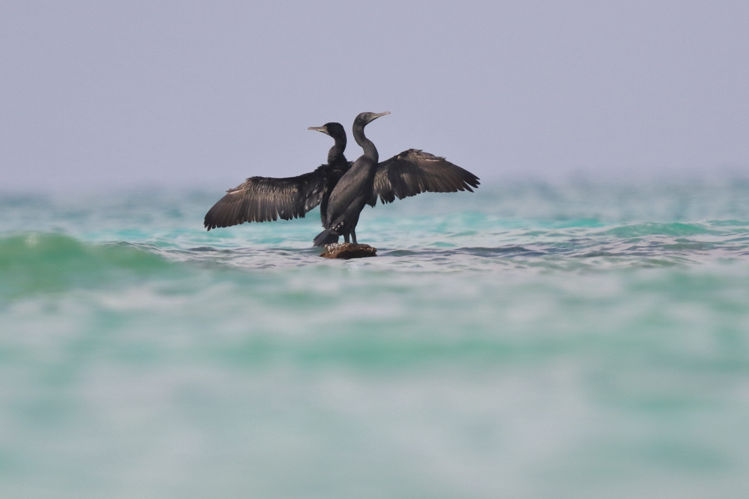 Socotra Cormorant. Qatar, 14 November 2012 © Neil G. Morris.