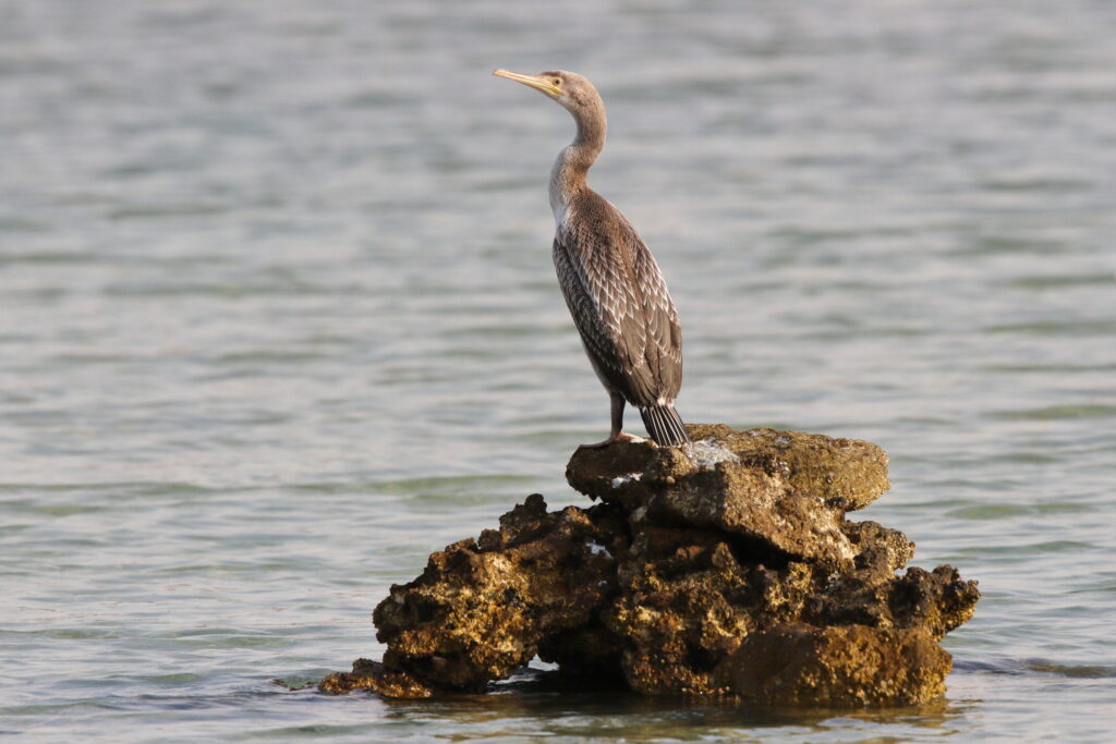 Socotra Cormorant. Qatar, 19 February 2013 © Neil G. Morris.