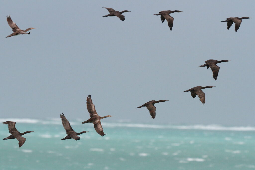 Socotra Cormorant. Qatar, 07 June 2013 © Neil G. Morris.