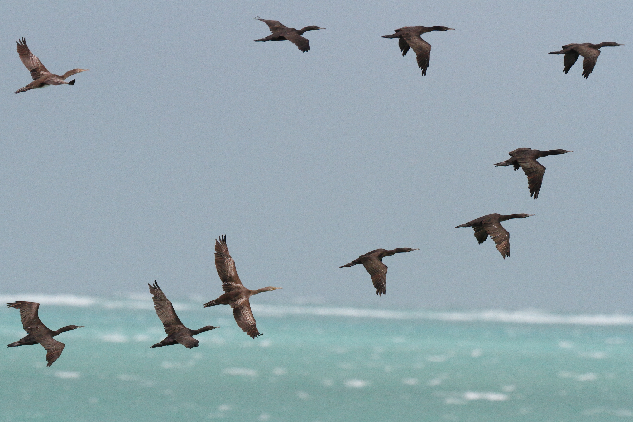 Socotra Cormorant. Qatar, 07 June 2013 © Neil G. Morris.