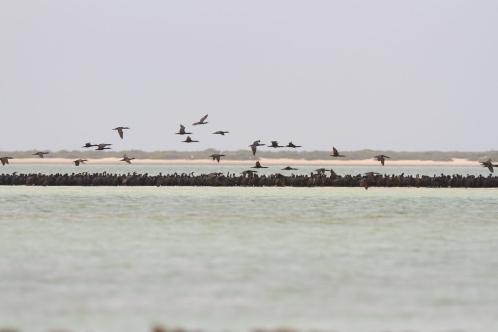 Socotra Cormorant. Qatar, 29 April 2014 © Neil G. Morris.