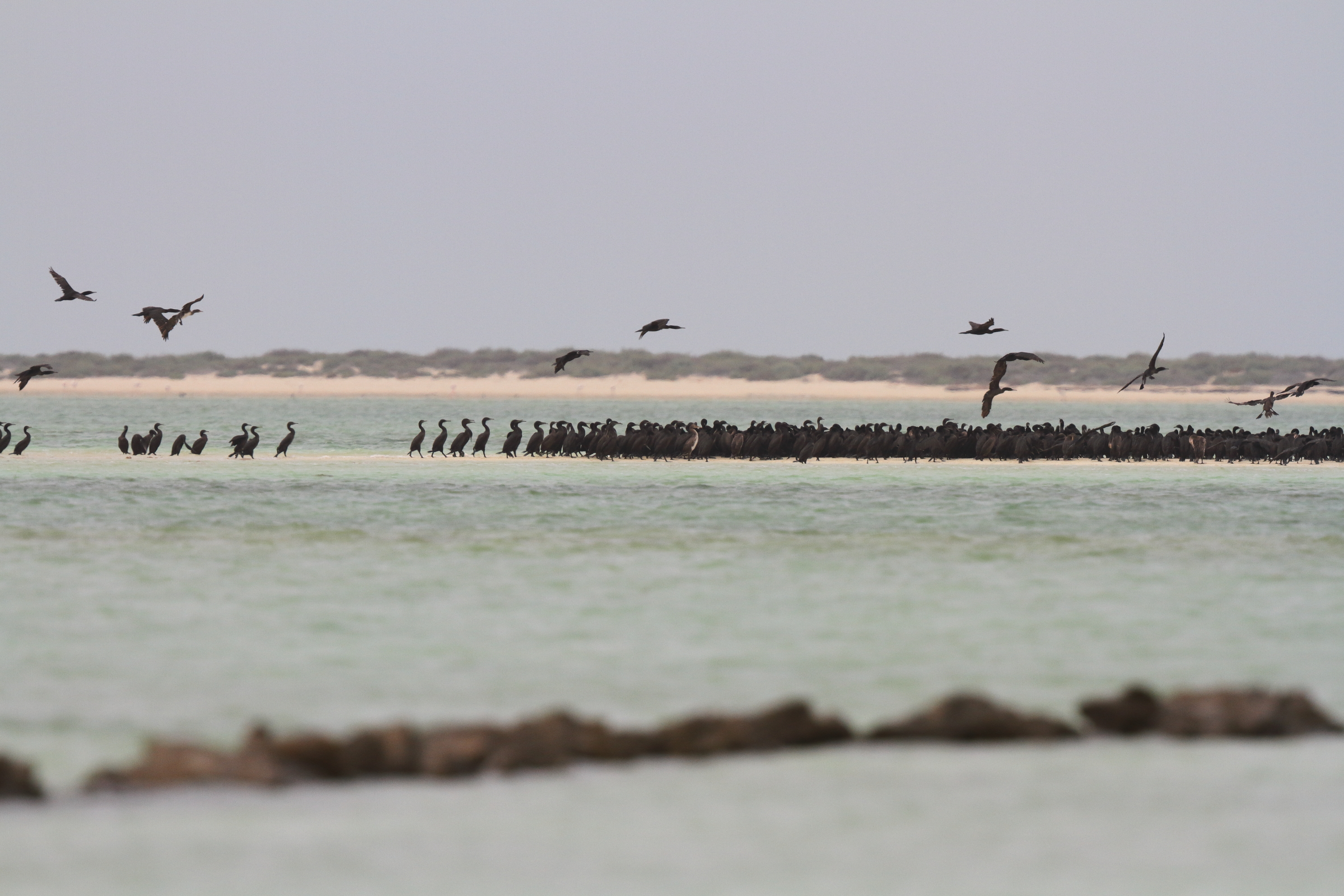 Socotra Cormorant. Qatar, 29 April 2014 © Neil G. Morris.