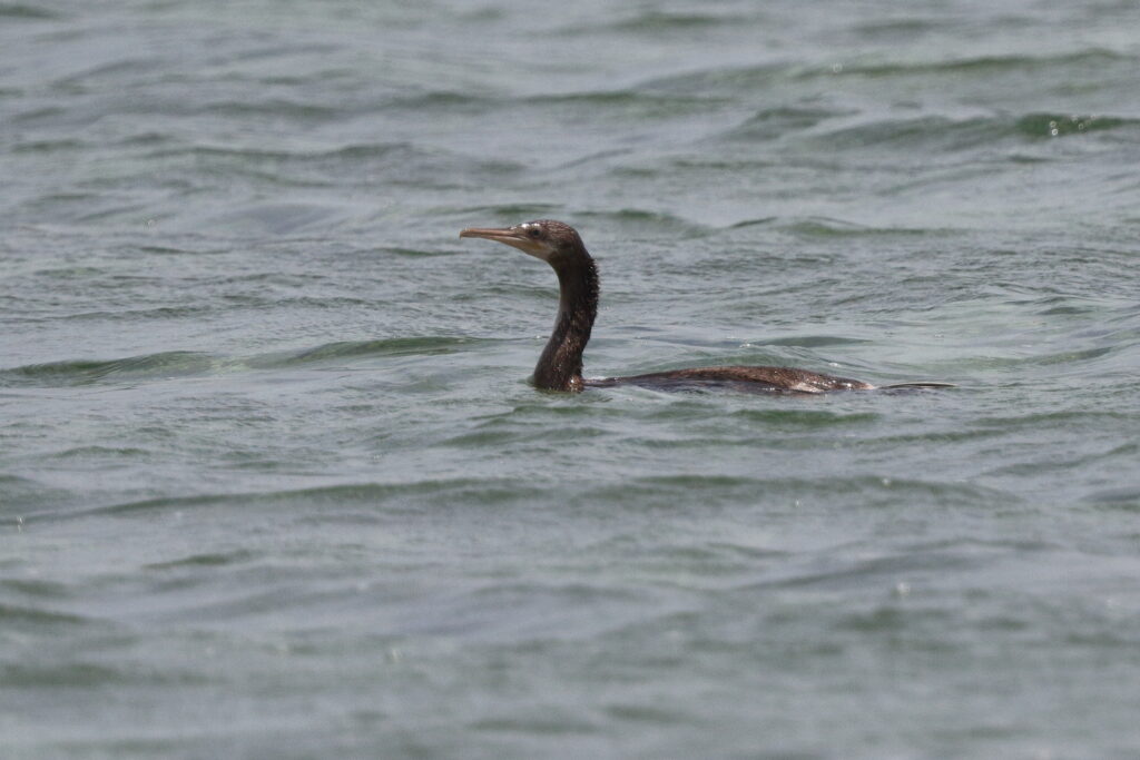 Socotra Cormorant. Qatar, 21 May 2014 © Neil G. Morris.