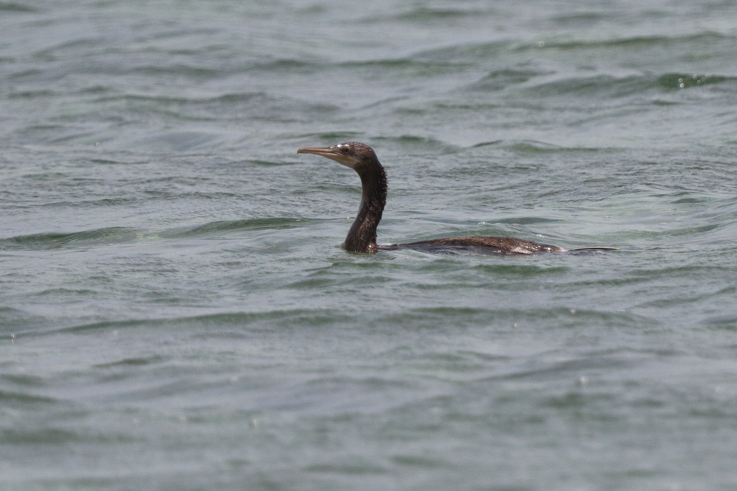 Socotra Cormorant. Qatar, 21 May 2014 © Neil G. Morris.