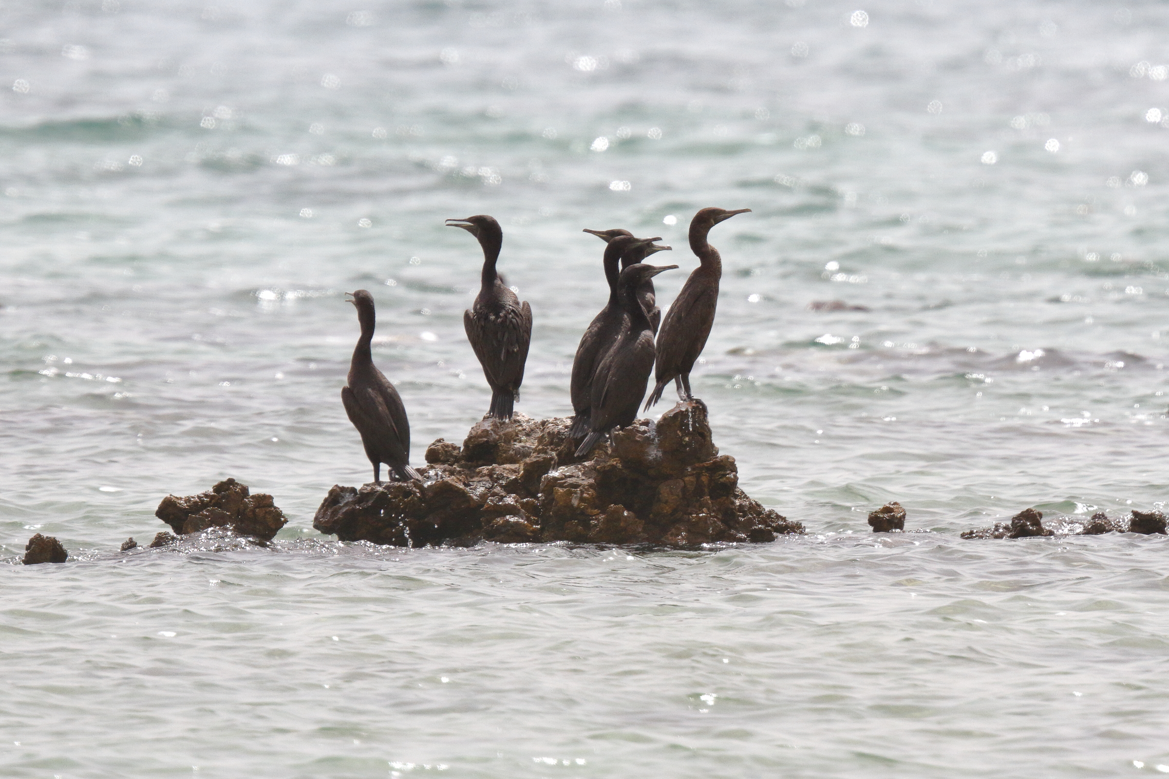 Socotra Cormorant. Qatar, 14 June 2014 © Neil G. Morris.
