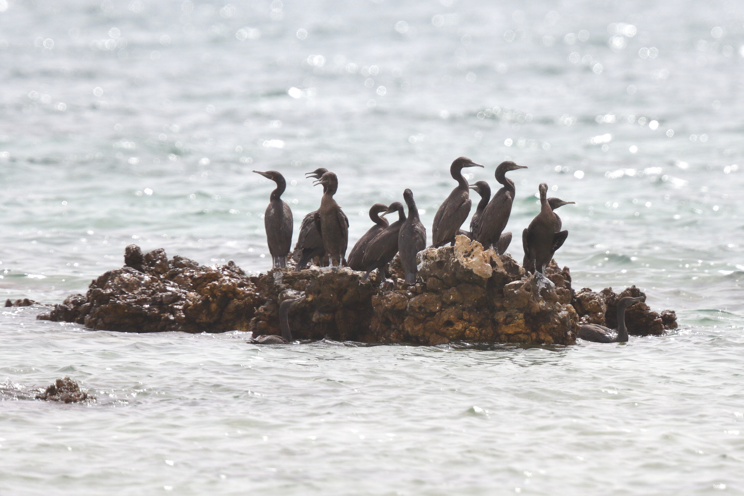 Socotra Cormorant. Qatar, 14 June 2014 © Neil G. Morris.