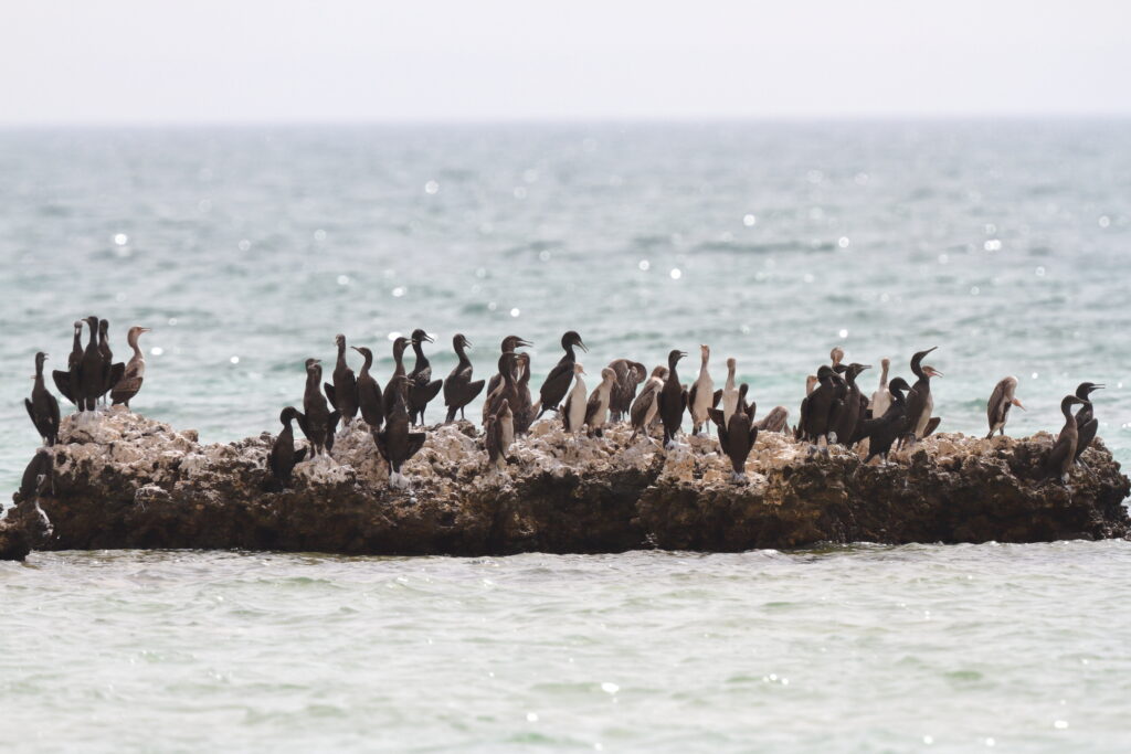 Socotra Cormorant. Qatar, 14 June 2014 © Neil G. Morris.