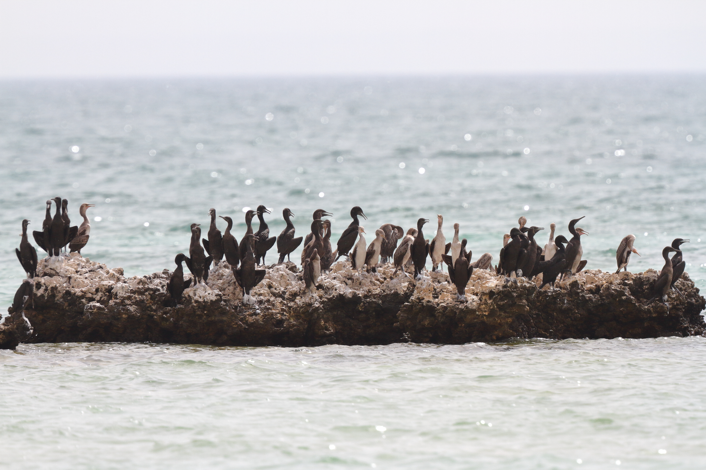Socotra Cormorant. Qatar, 14 June 2014 © Neil G. Morris.