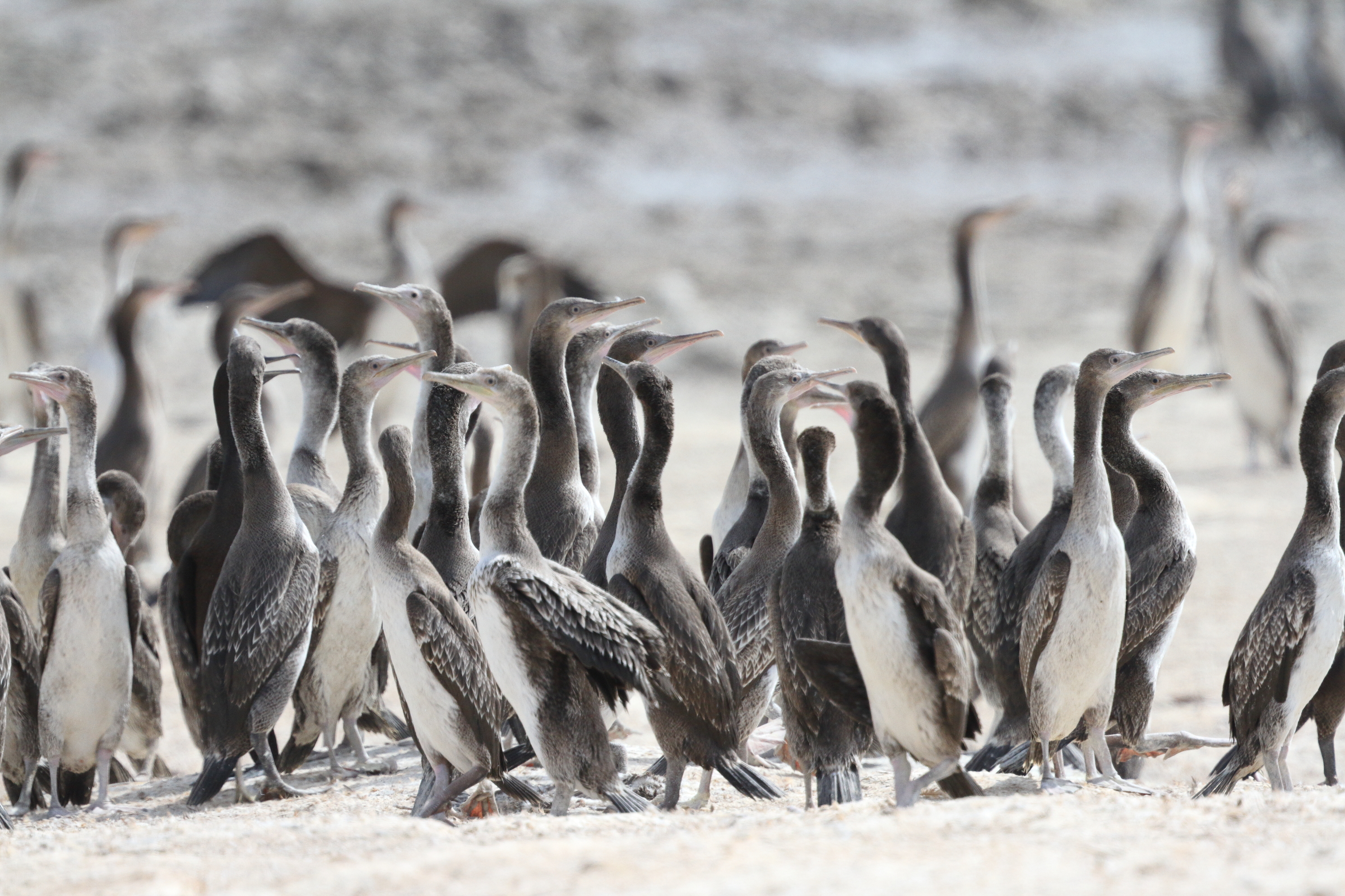 Socotra Cormorant. Qatar, 31 May 2015 © Neil G. Morris.