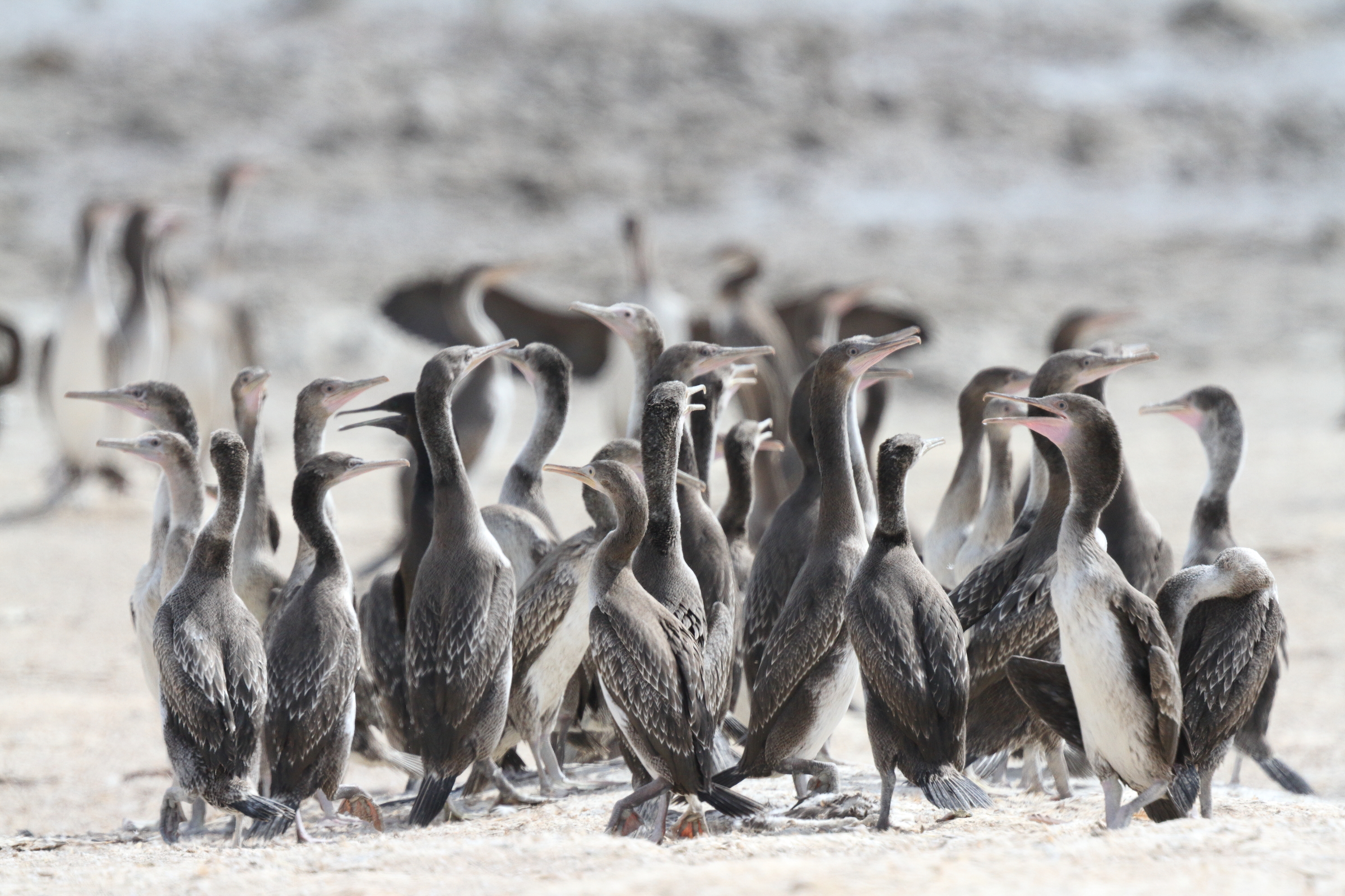Socotra Cormorant. Qatar, 31 May 2015 © Neil G. Morris.