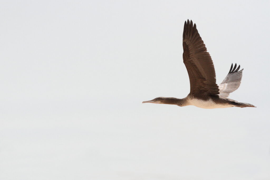 Socotra Cormorant. Qatar, 31 May 2015 © Neil G. Morris.