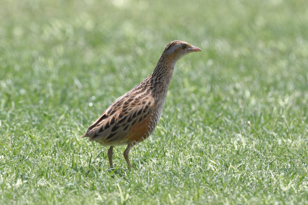Corncrake. Qatar, 09 May 2014 © Neil G. Morris.