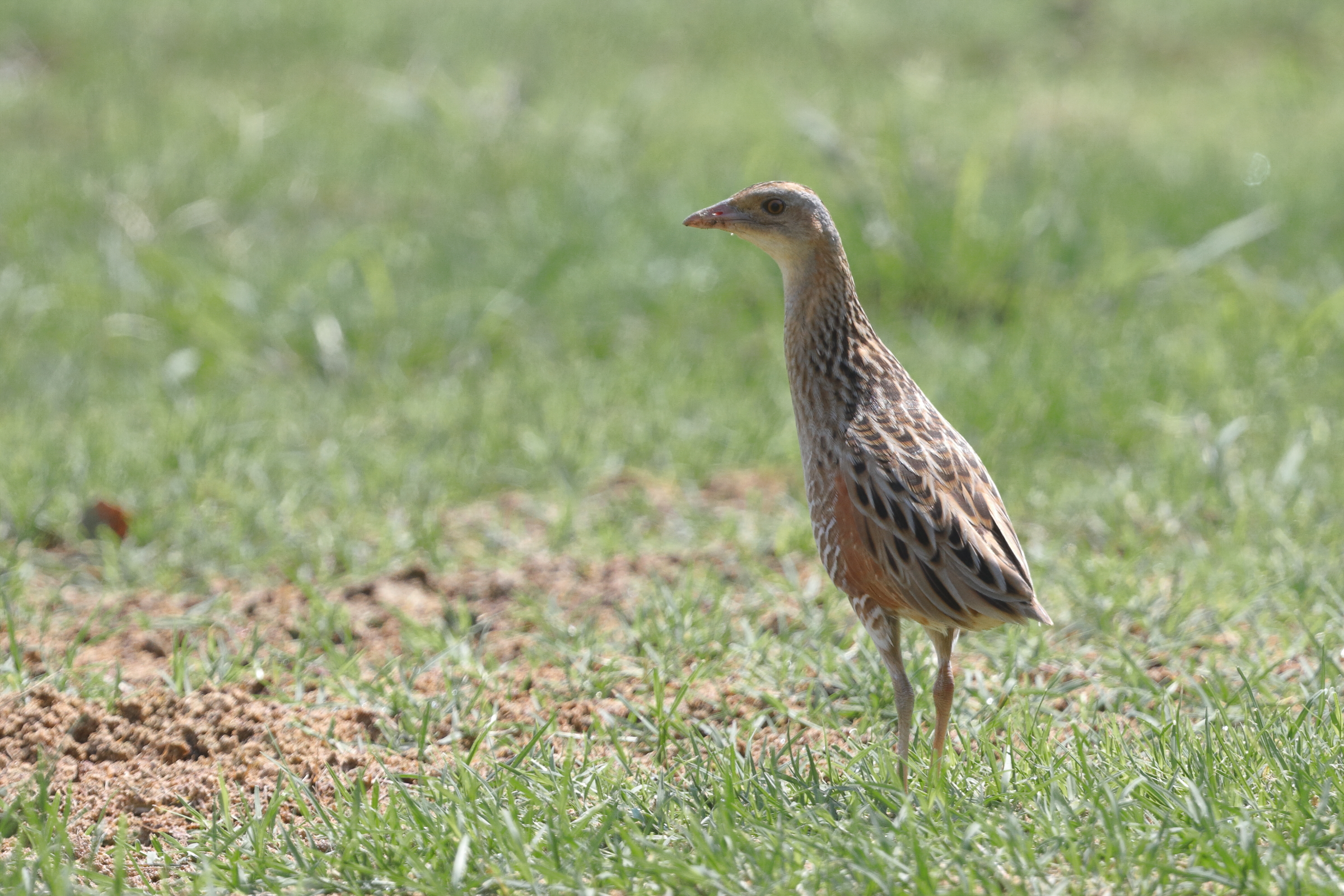 Corncrake. Qatar, 09 May 2014 © Neil G. Morris.