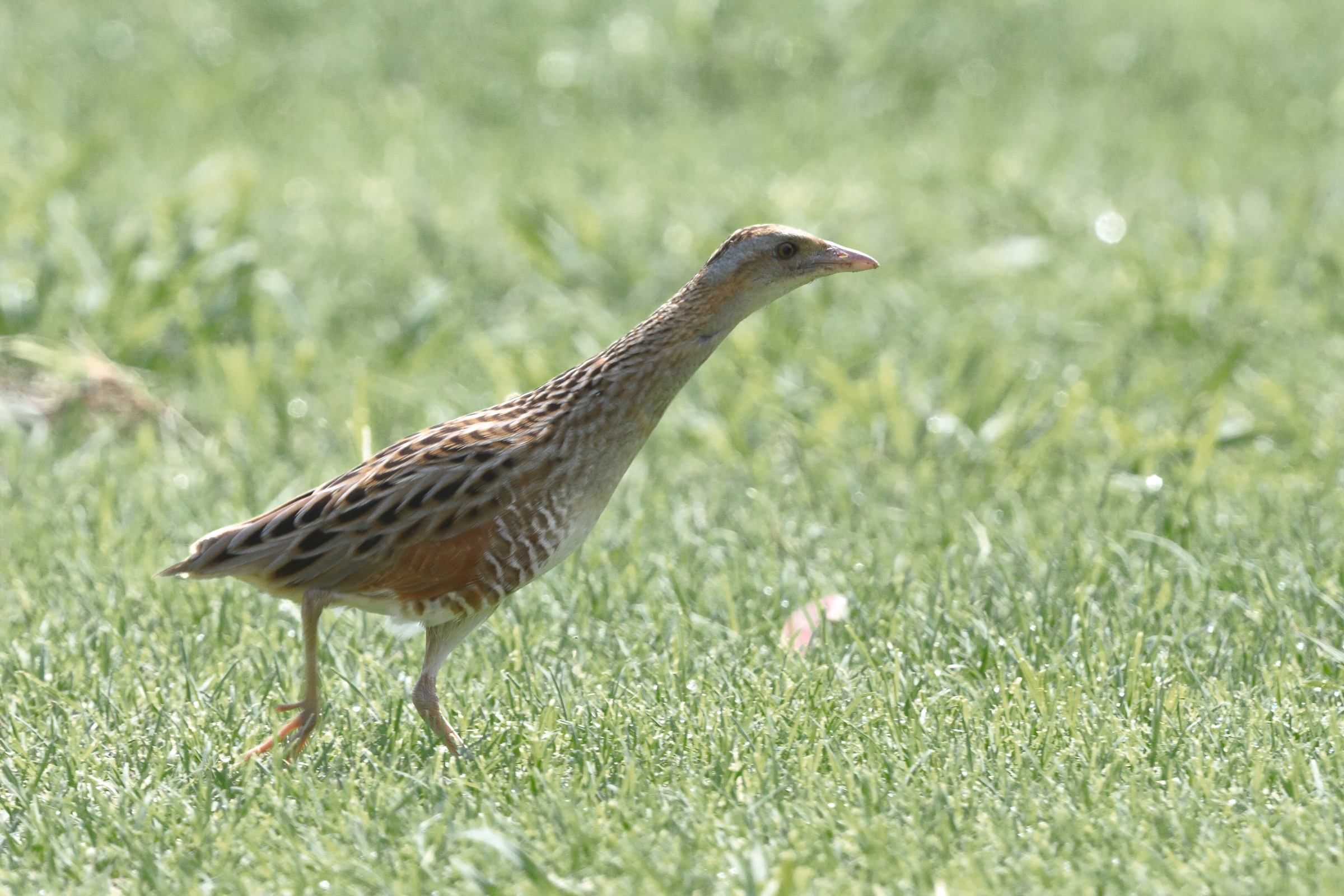 Corncrake. Qatar, 09 May 2014 © Neil G. Morris.
