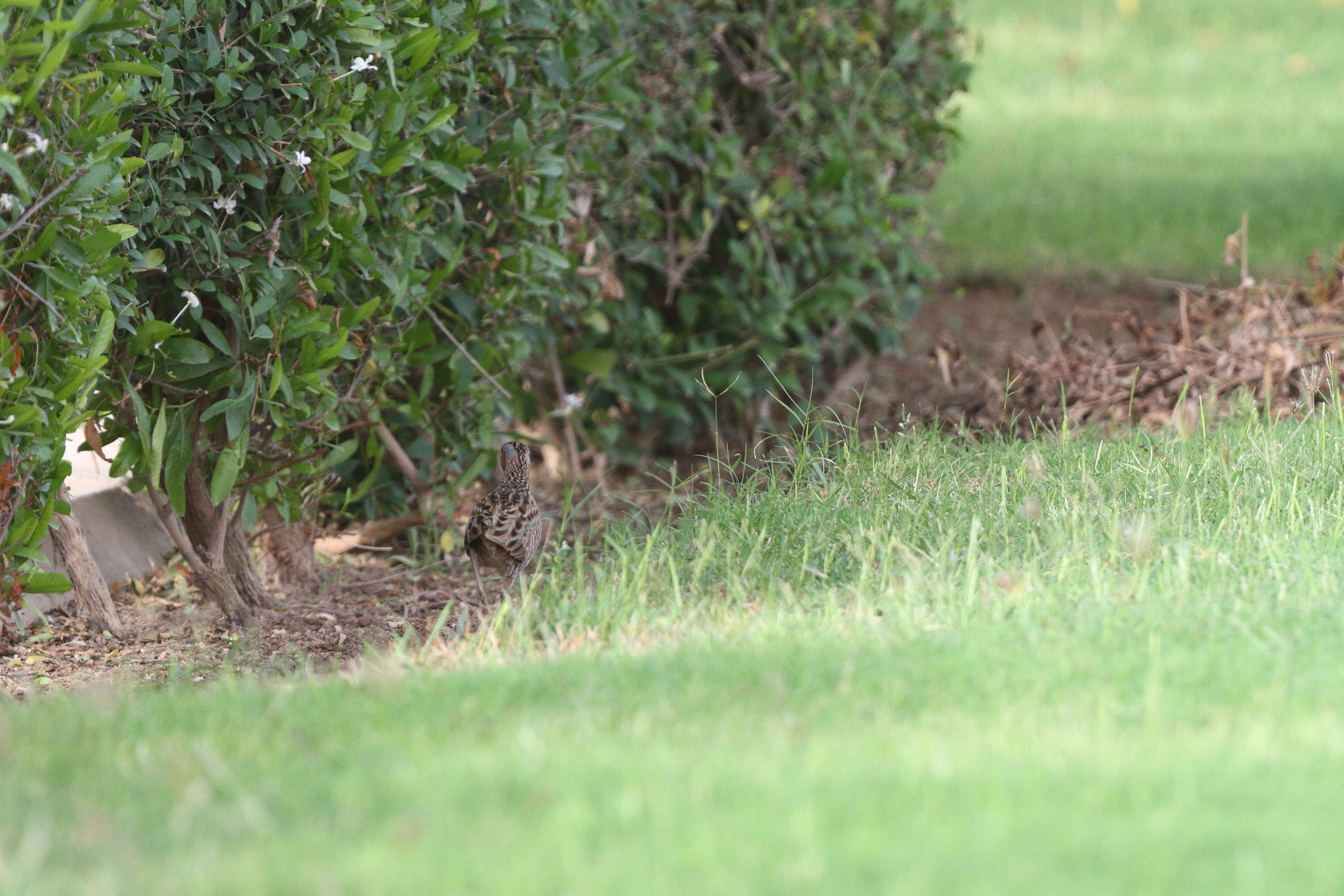 Corncrake. Qatar, 11 May 2014 © Neil G. Morris.