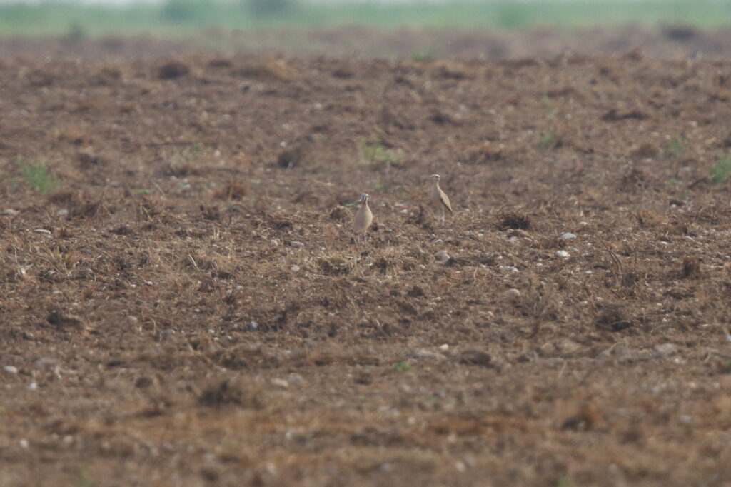 Cream-coloured Courser. Qatar, 21 October 2012 © Neil G. Morris.