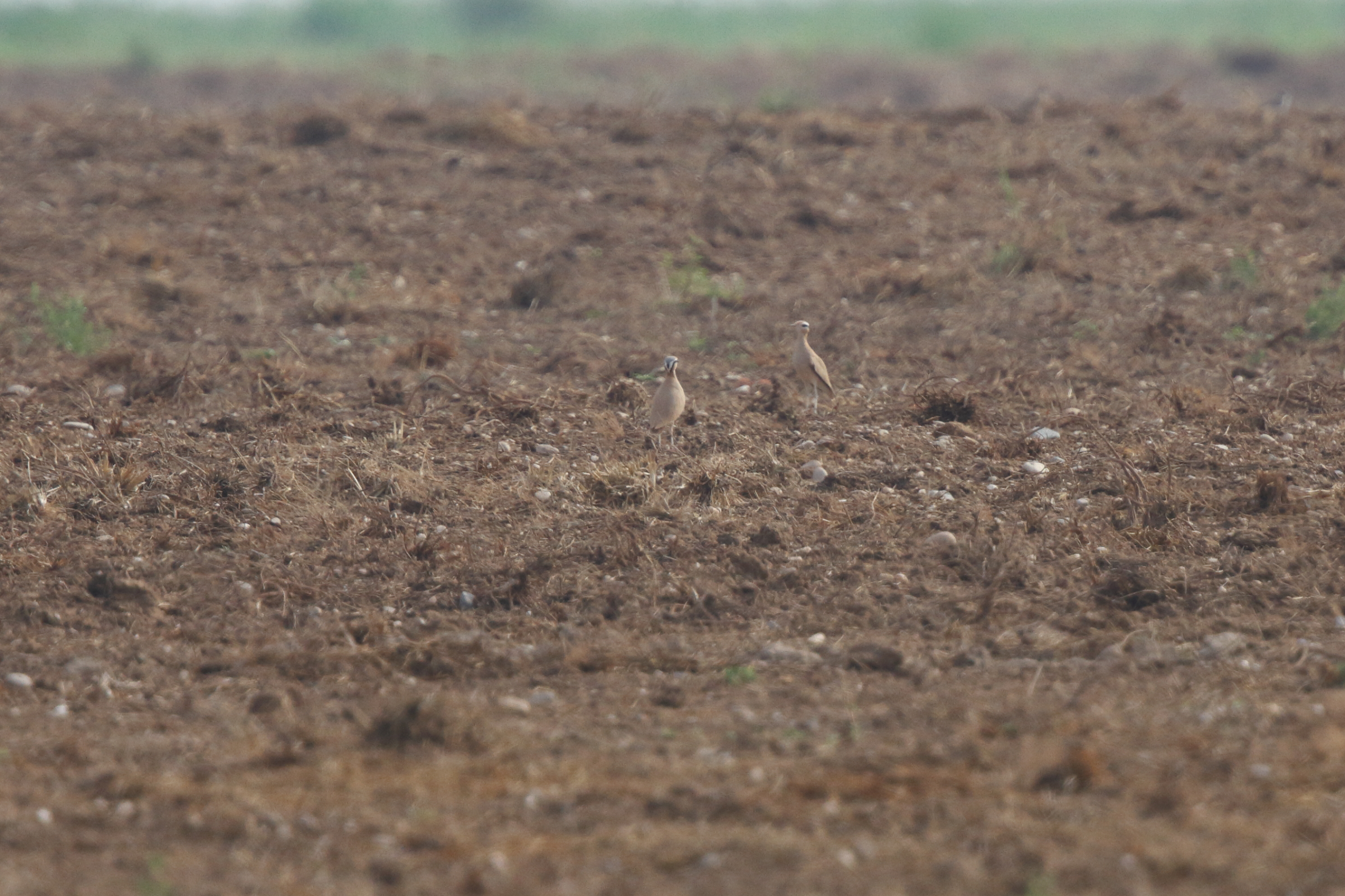 Cream-coloured Courser. Qatar, 21 October 2012 © Neil G. Morris.