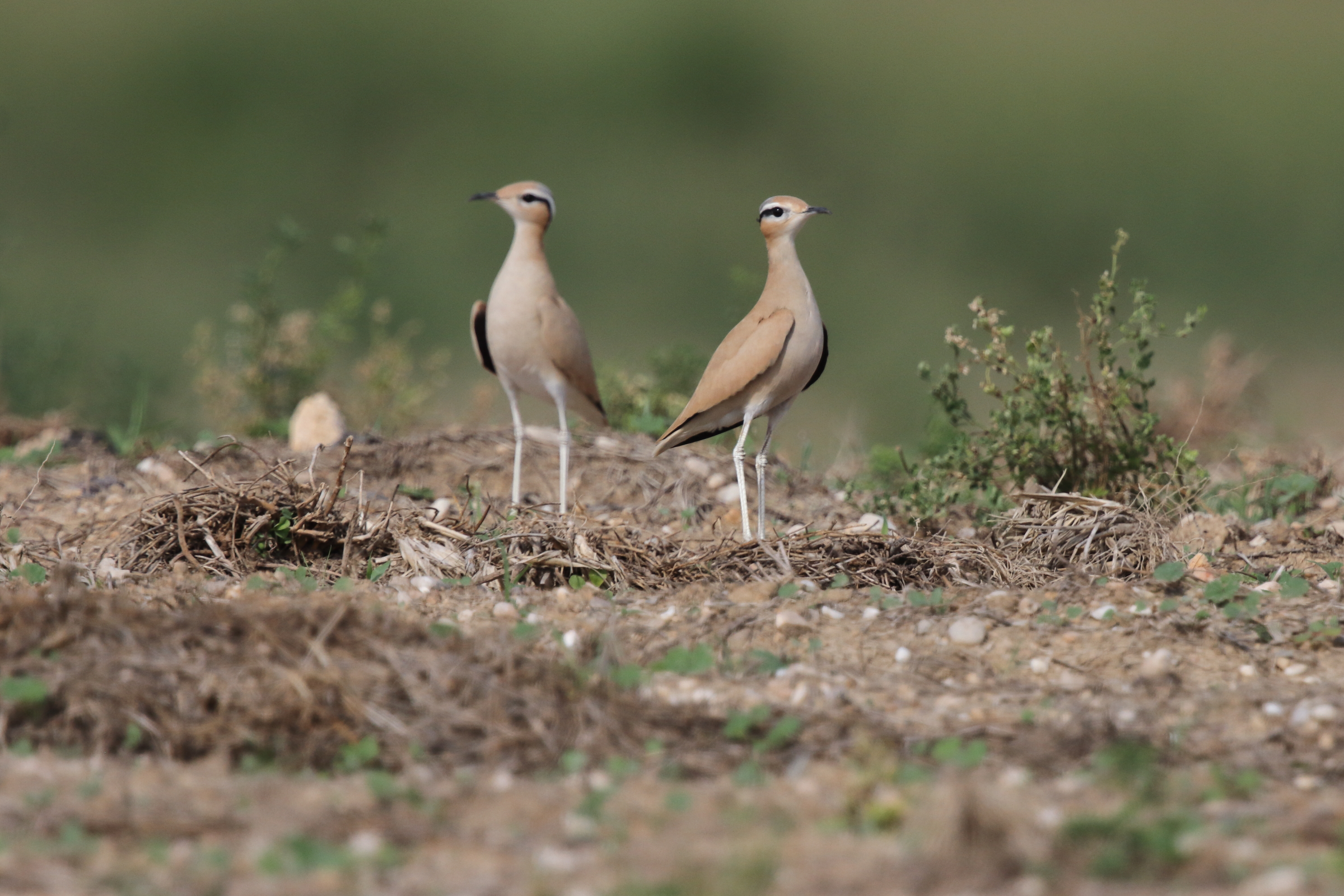 Cream-coloured Courser. Qatar, 11 November 2012 © Neil G. Morris.