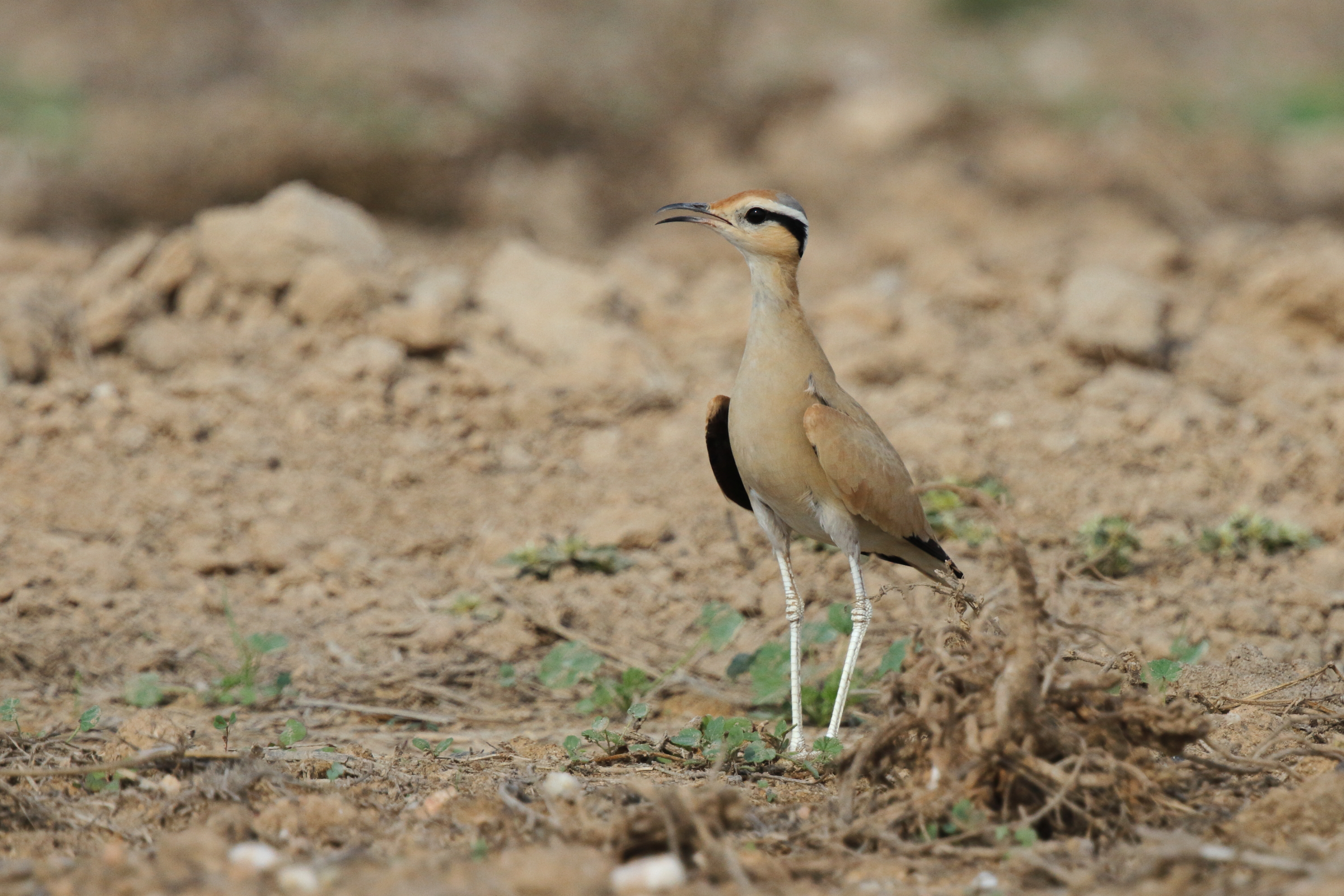 Cream-coloured Courser. Qatar, 11 November 2012 © Neil G. Morris.