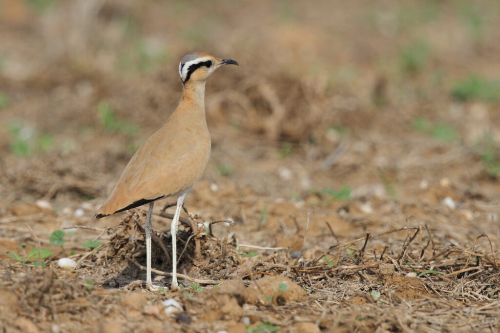 Cream-coloured Courser. Qatar, 11 November 2012 © Neil G. Morris.
