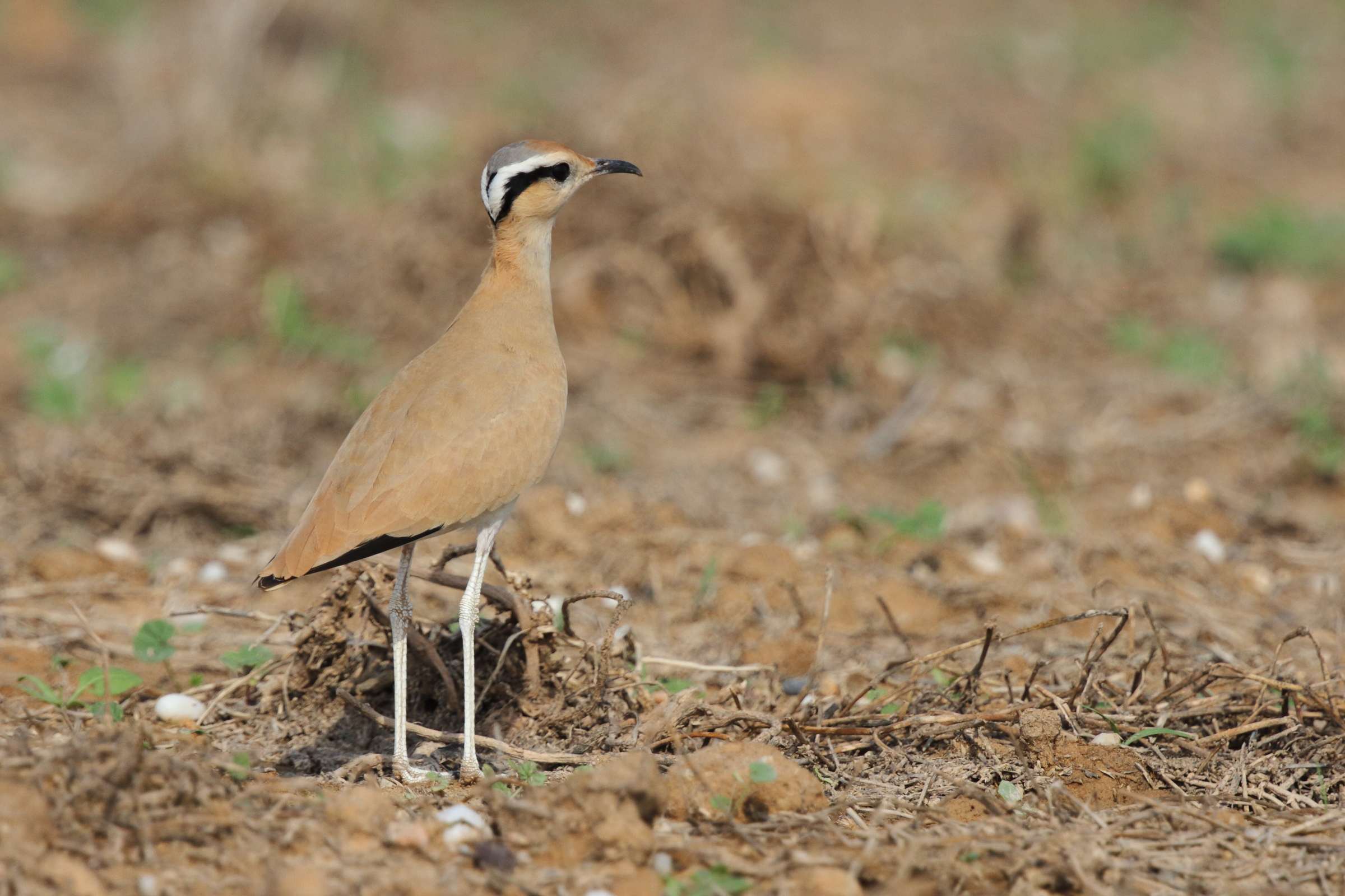 Cream-coloured Courser. Qatar, 11 November 2012 © Neil G. Morris.