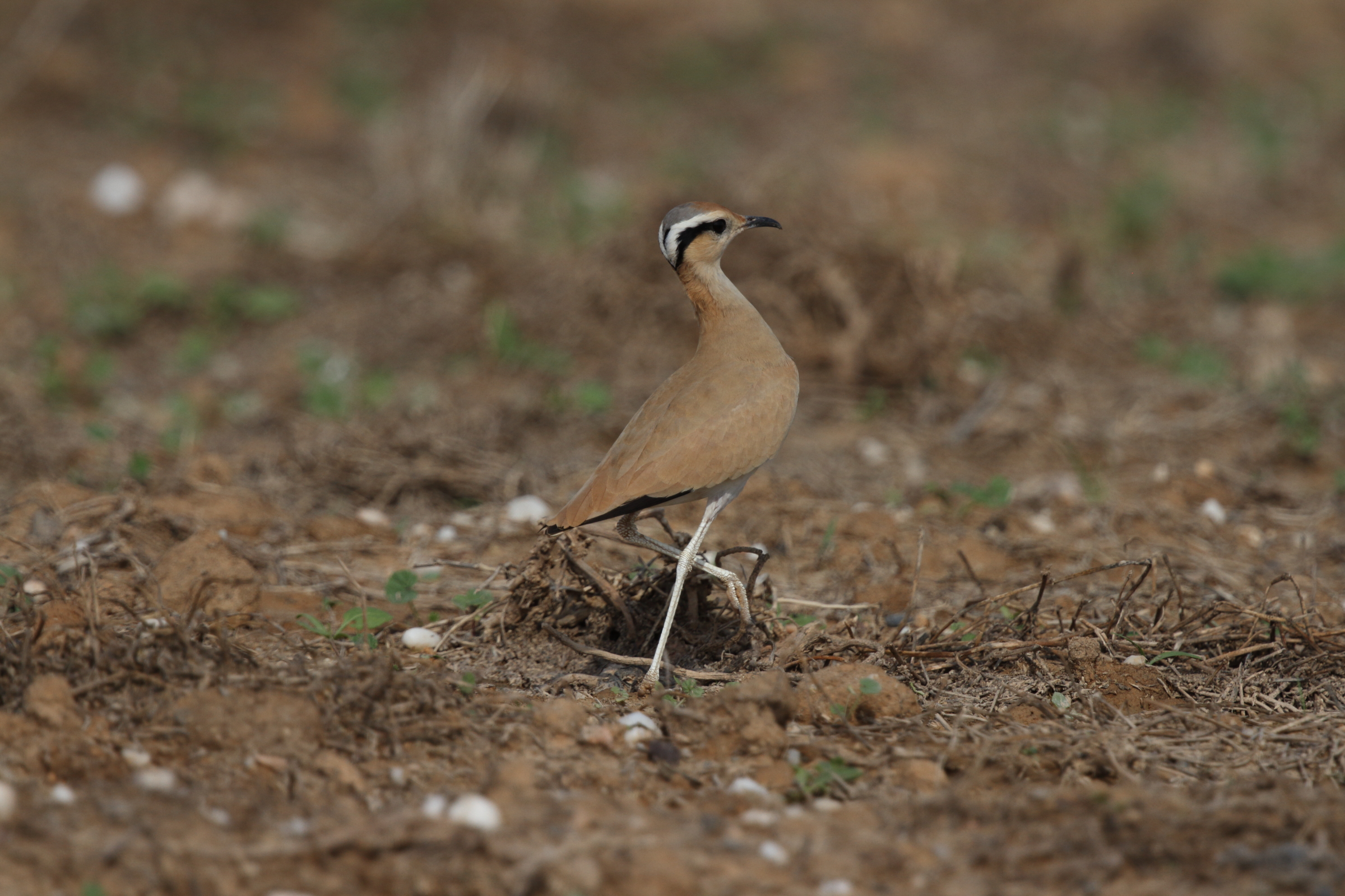 Cream-coloured Courser. Qatar, 11 November 2012 © Neil G. Morris.