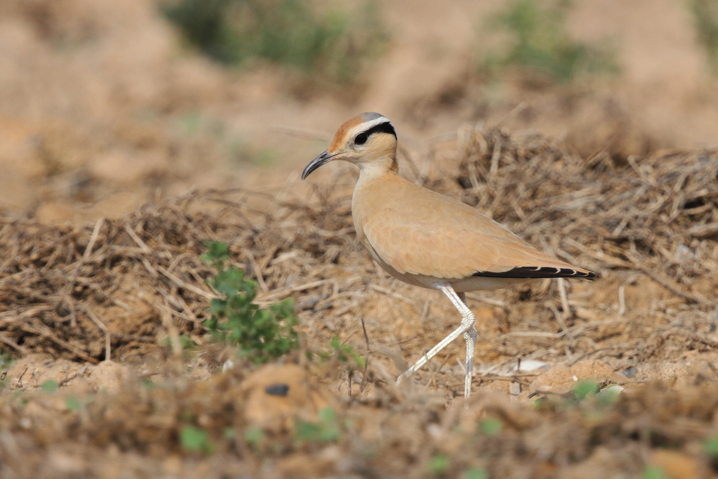 Cream-coloured Courser. Qatar, 11 November 2012 © Neil G. Morris.