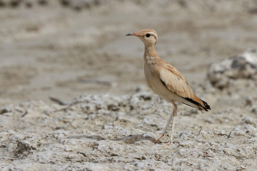 Cream-coloured Courser. Qatar, 02 June 2013 © Neil G. Morris.