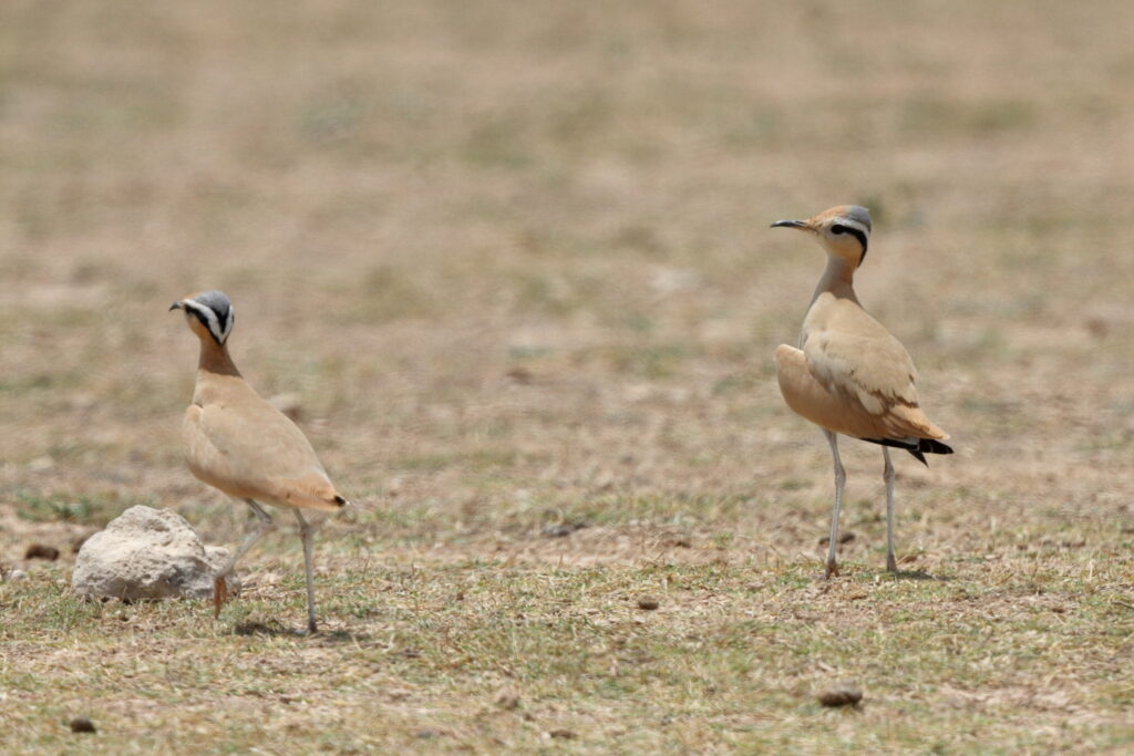 Cream-coloured Courser. Qatar, 07 May 2014 © Neil G. Morris.