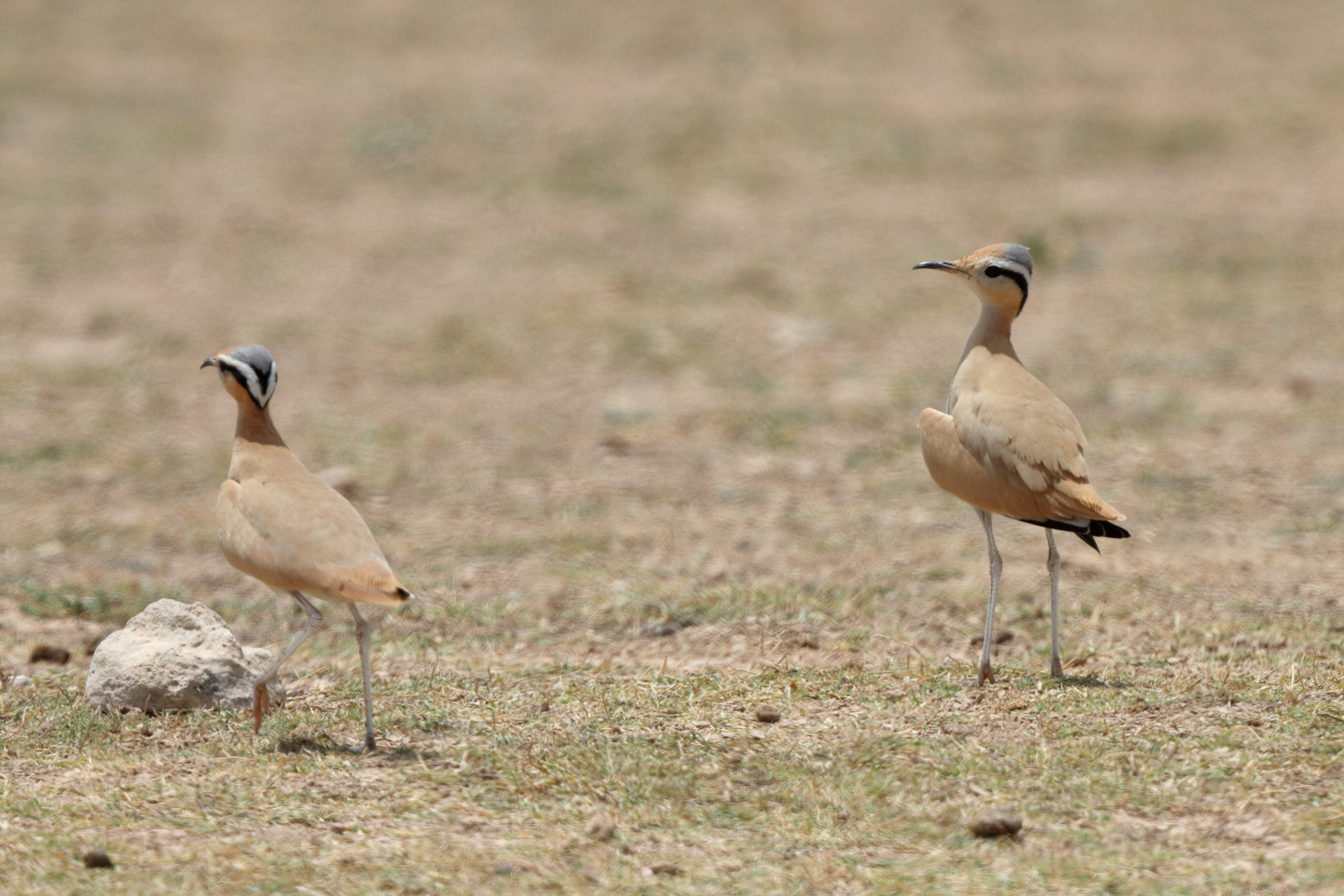 Cream-coloured Courser. Qatar, 07 May 2014 © Neil G. Morris.