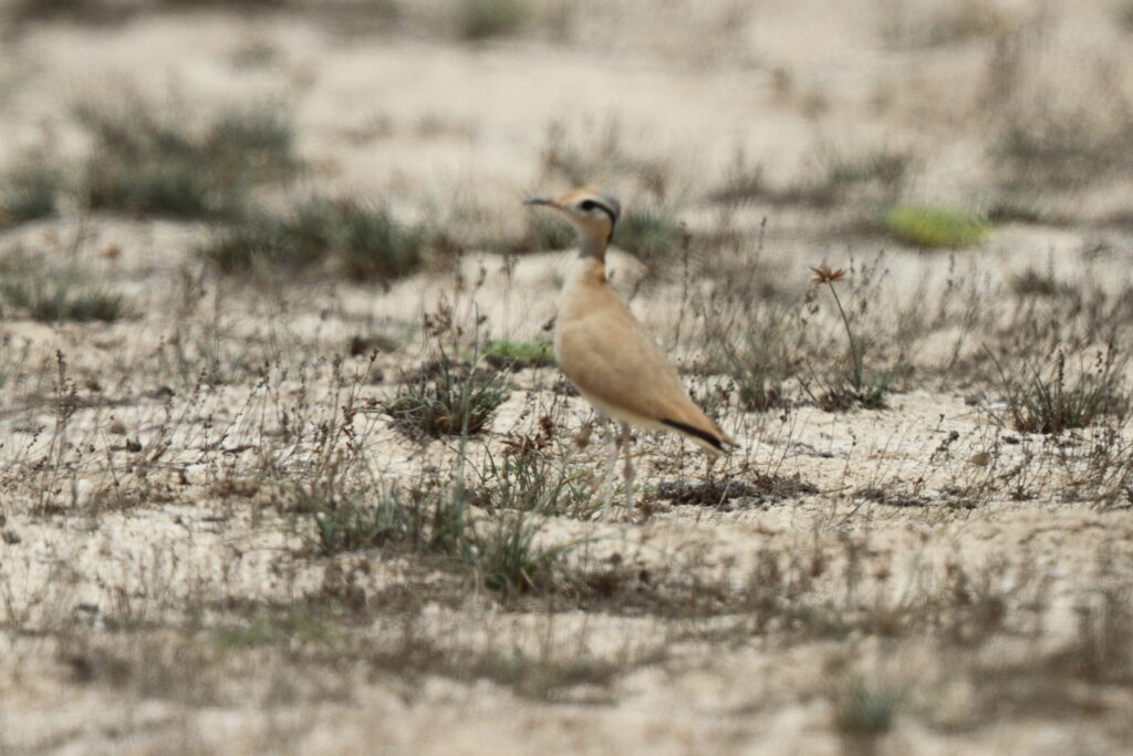 Cream-coloured Courser. Qatar, 21 May 2014 © Neil G. Morris.