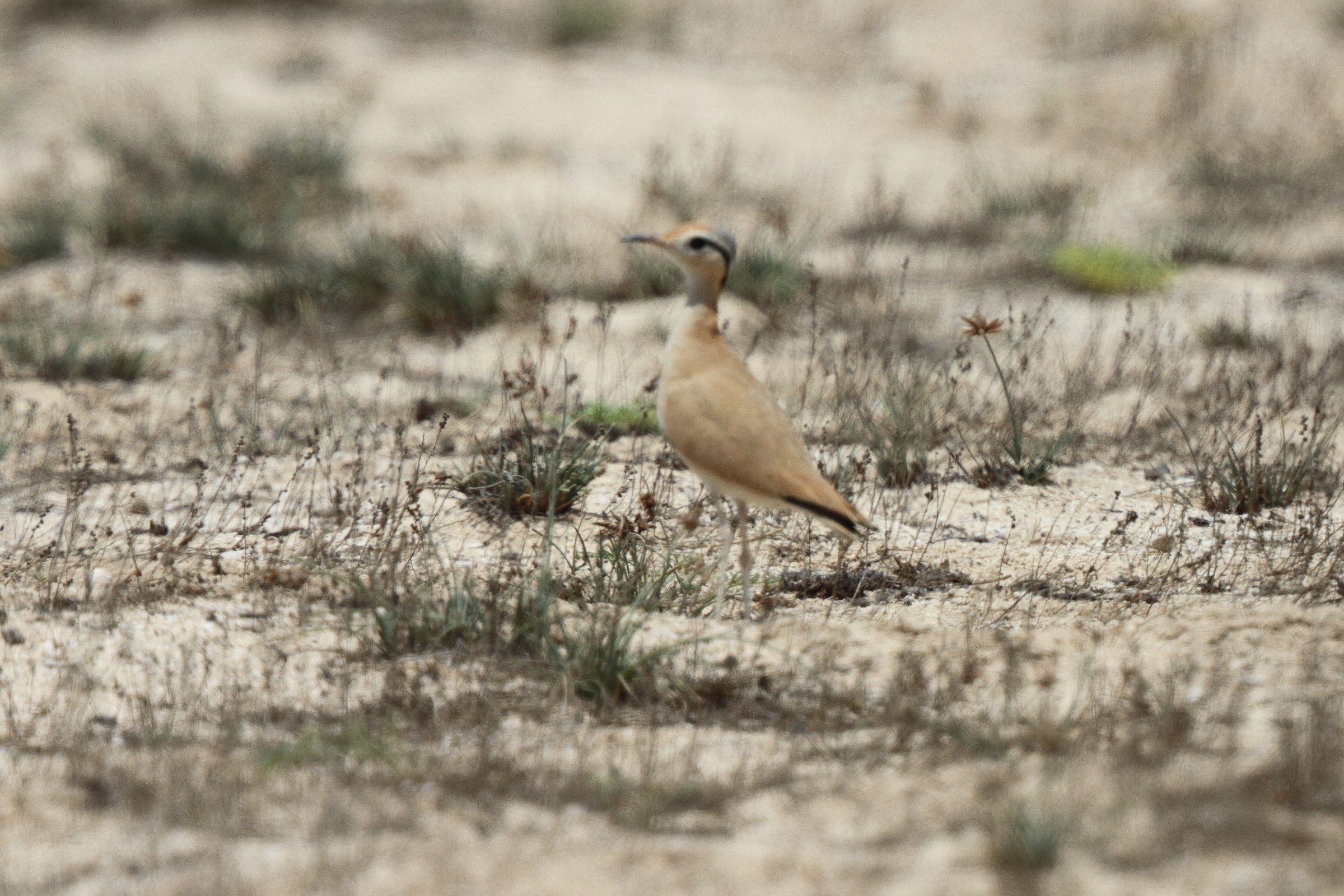 Cream-coloured Courser. Qatar, 21 May 2014 © Neil G. Morris.