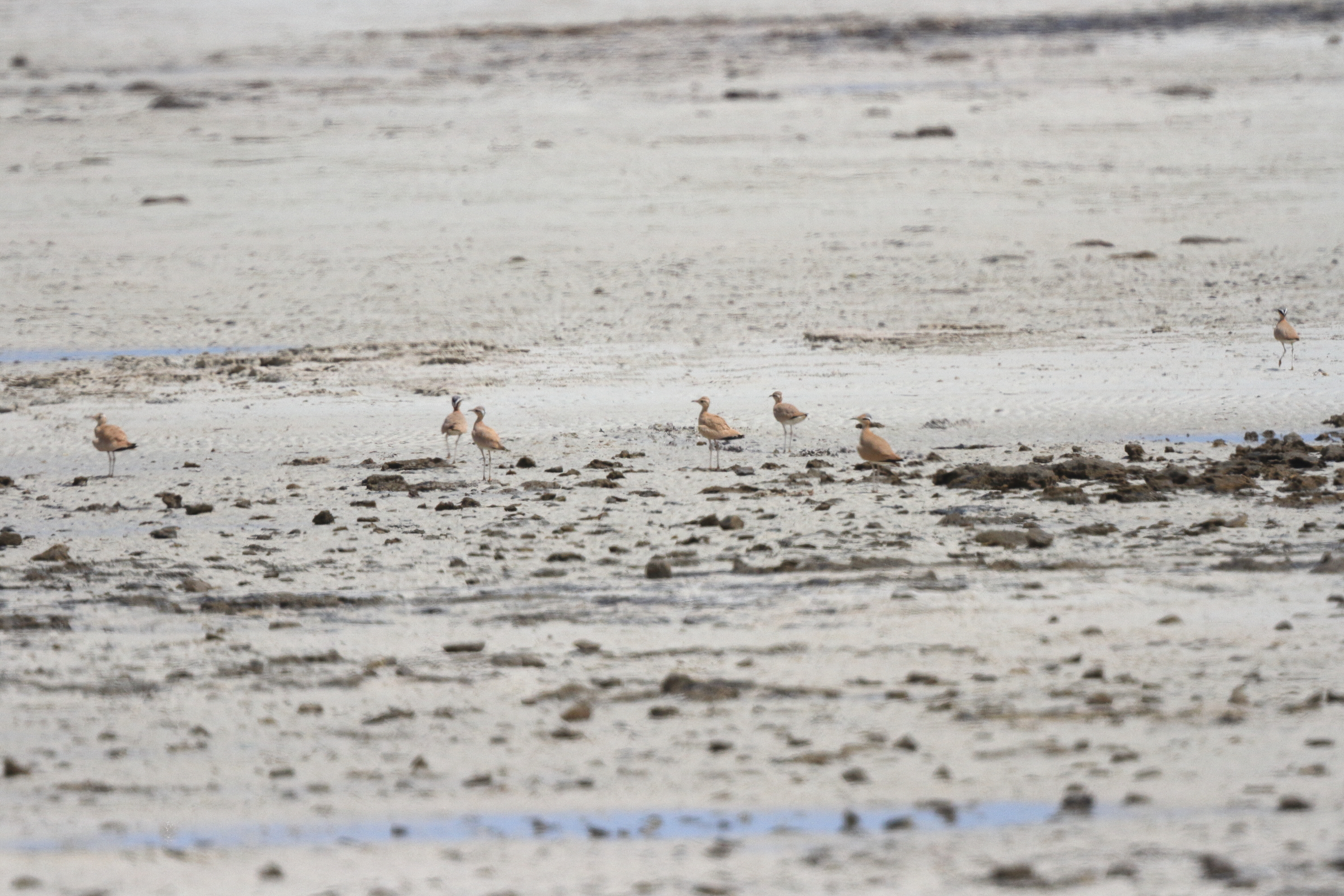 Cream-coloured Courser. Qatar, 27 May 2014 © Neil G. Morris.